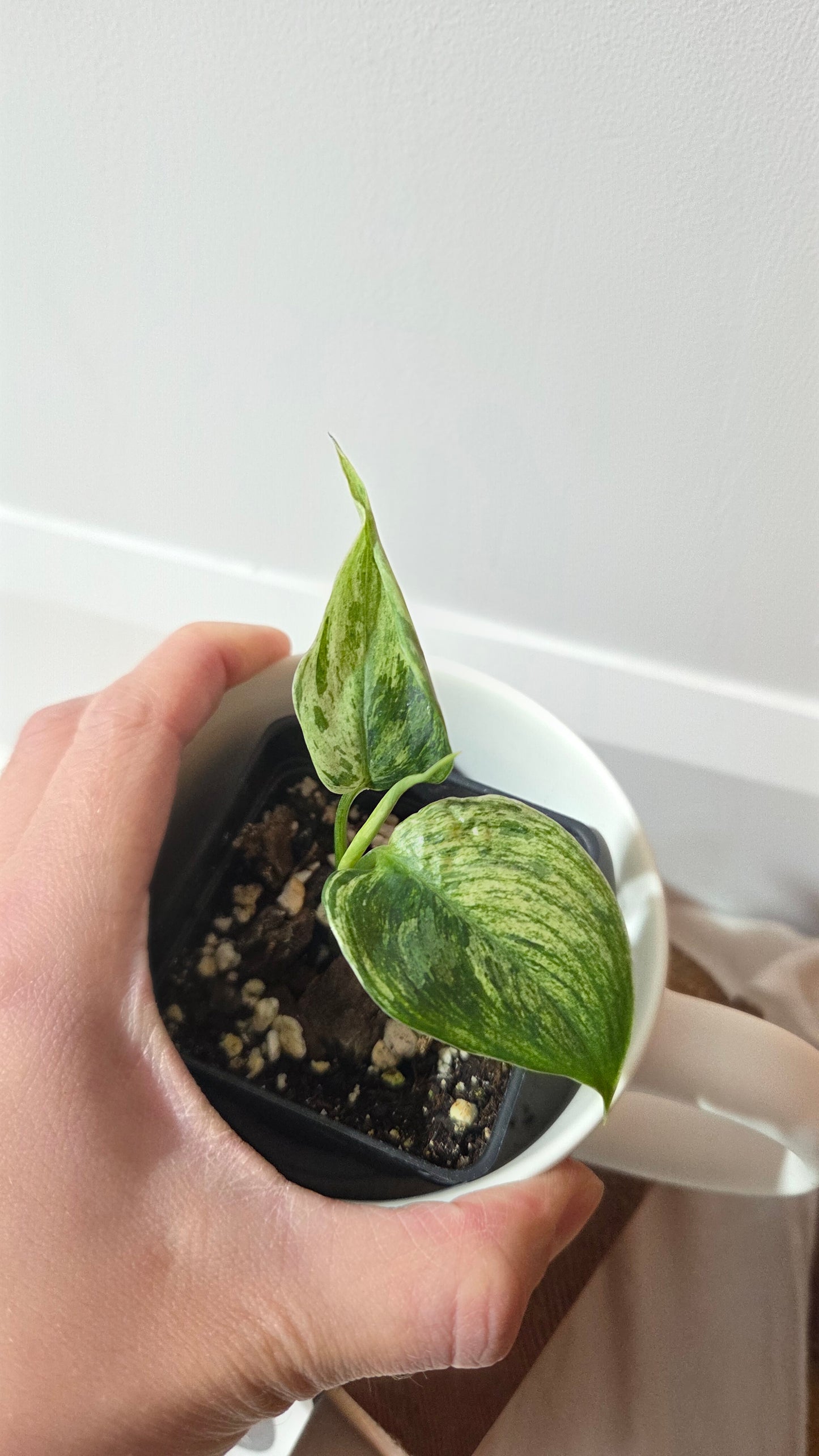 Scindapsus Blue Salaka (SCI-1428)