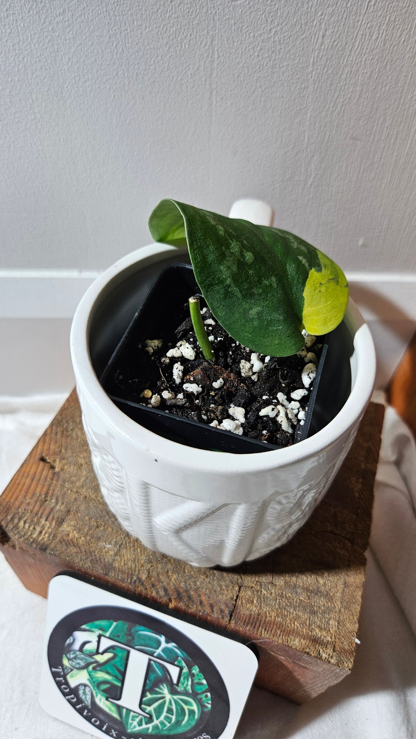 Scindapsus Swarnabhumi  (SCI-1084)