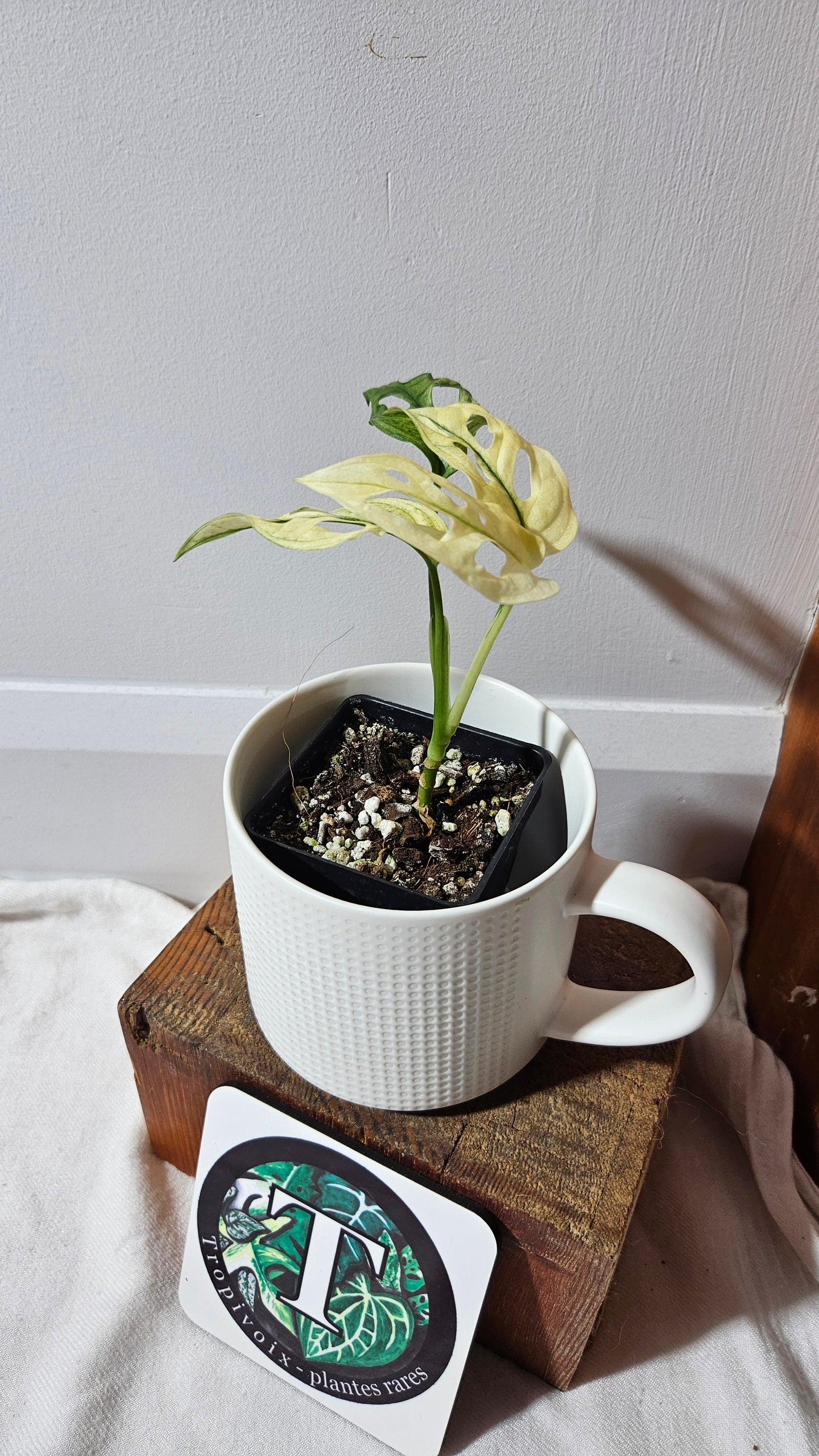 Monstera Andasonii Archipelago Ghost (MON-417)