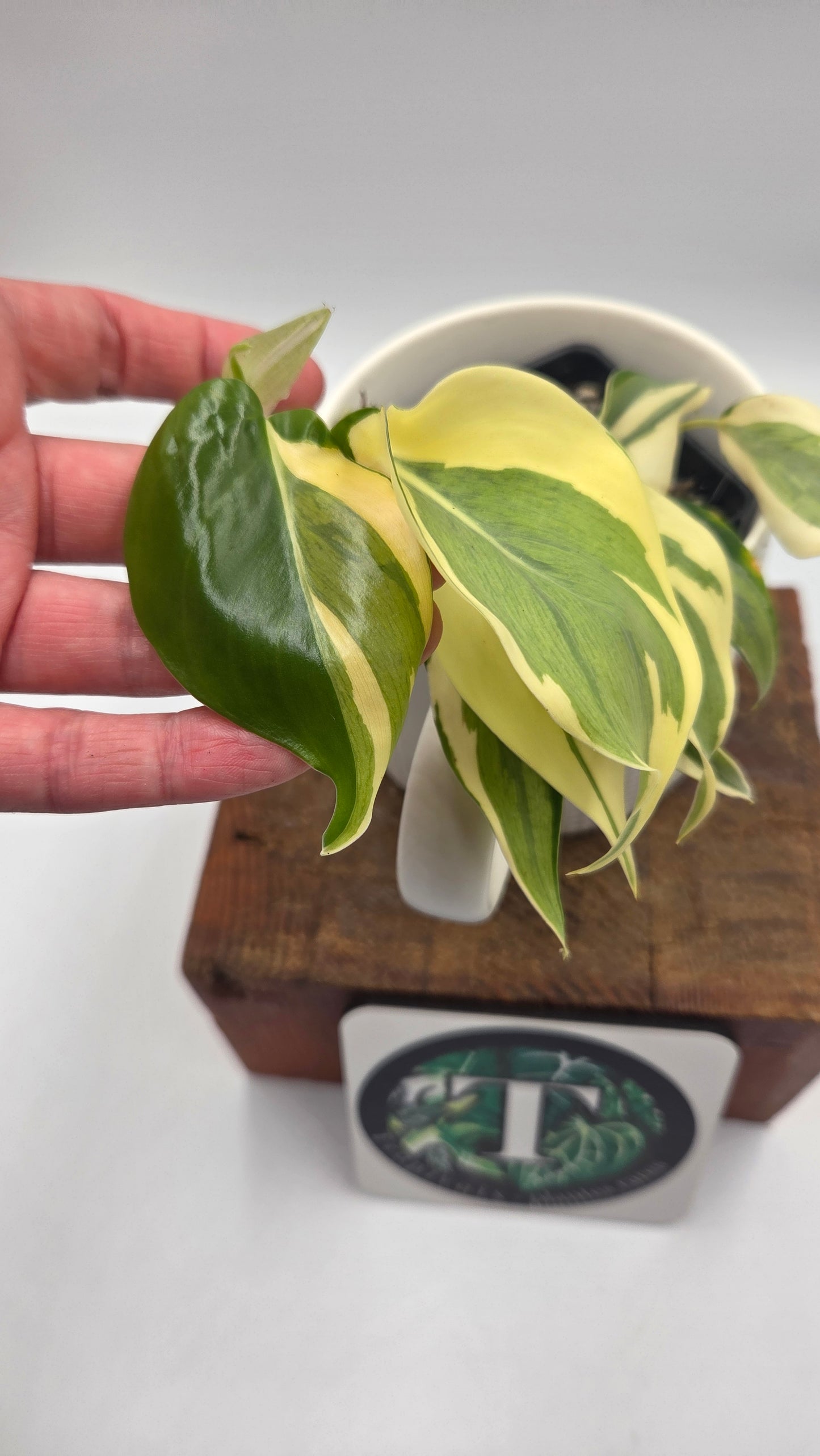 Philodendron Hederaceum Rio (PHI-805)