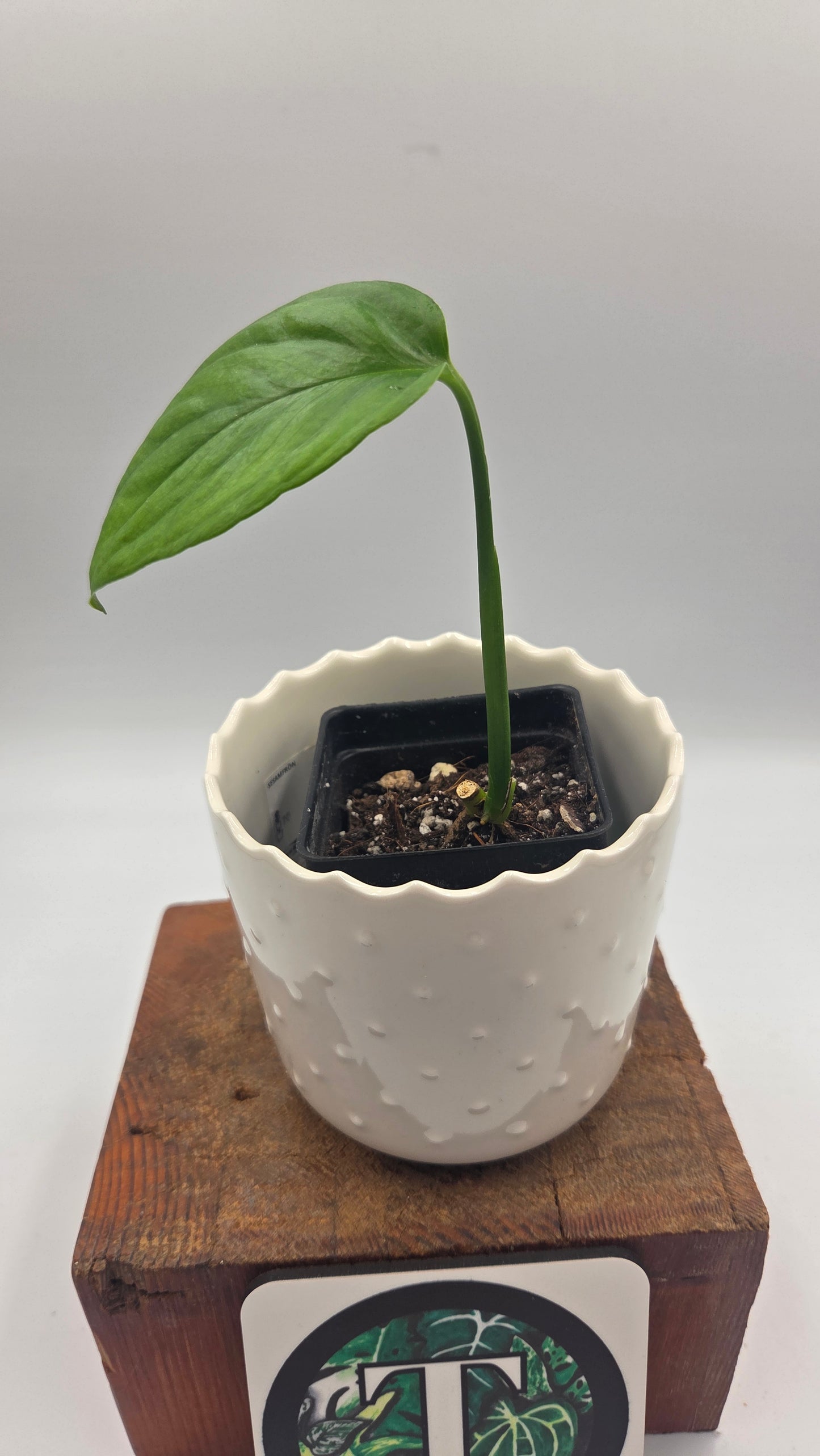 Monstera Obliqua Aff Nueva Loja (MON-276)