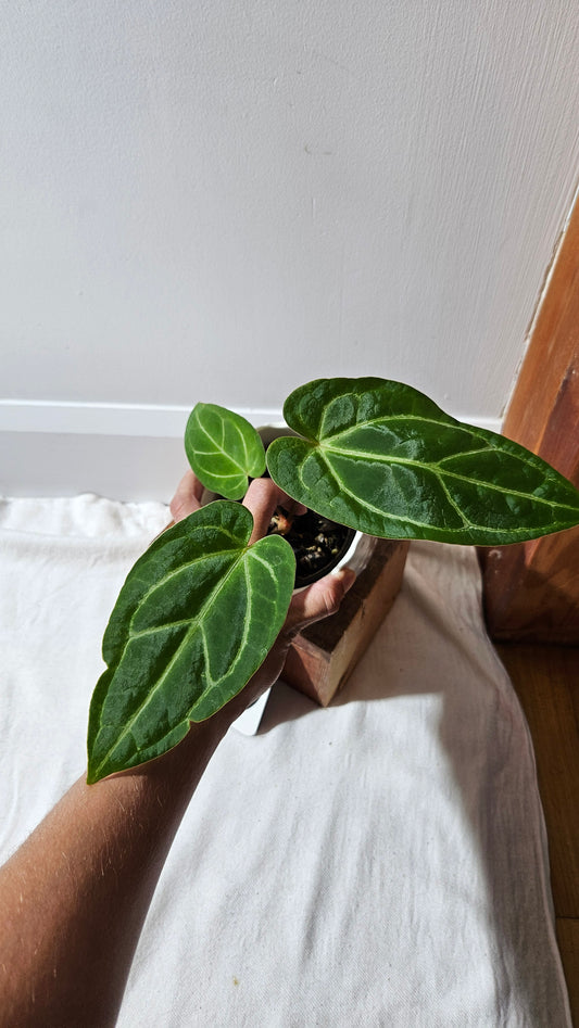 Anthurium Papi x Magnificum "SEEDLING format" (ANT-142)