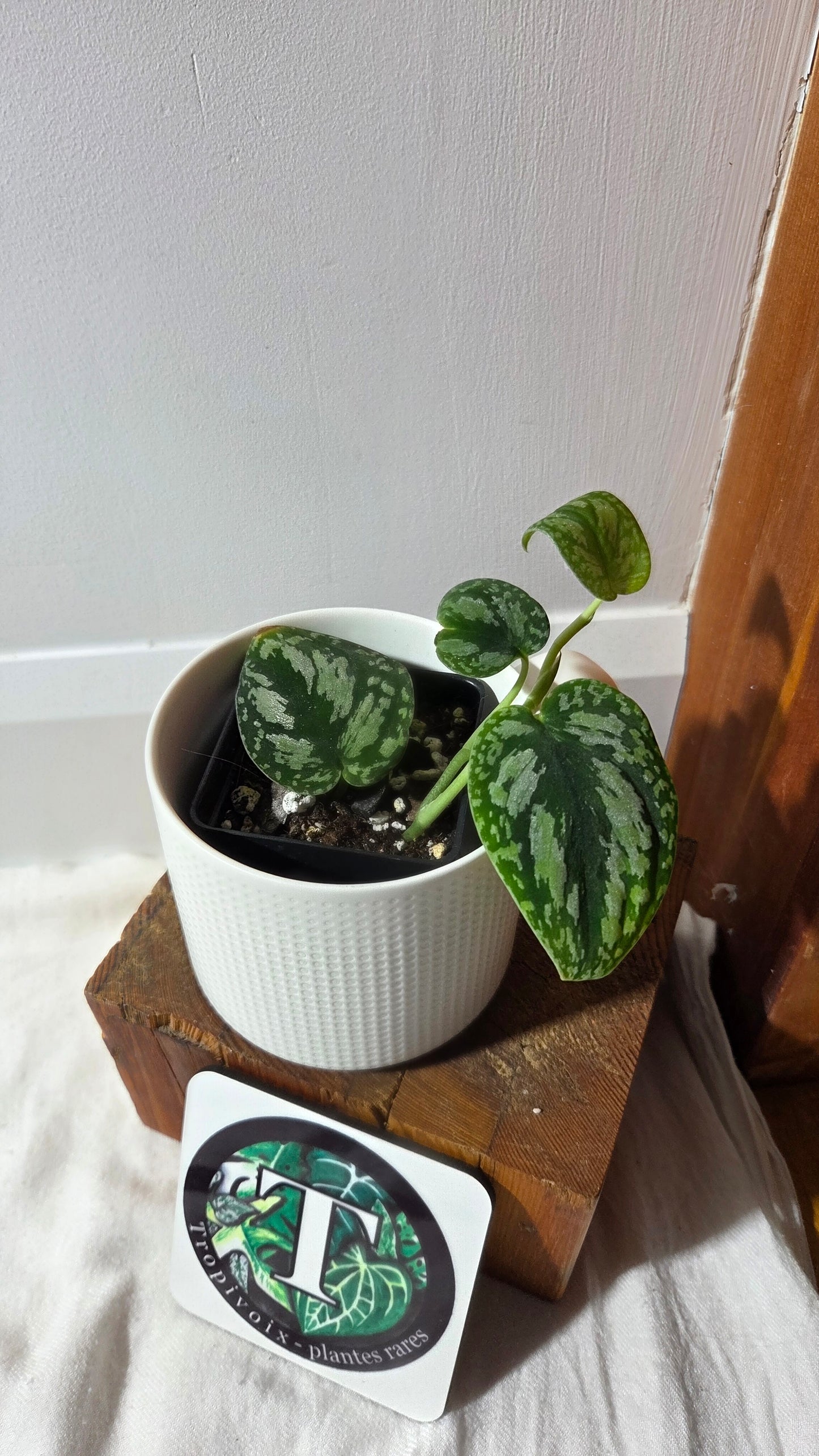 Scindapsus Tricolor Dark Form (SCI-1358)