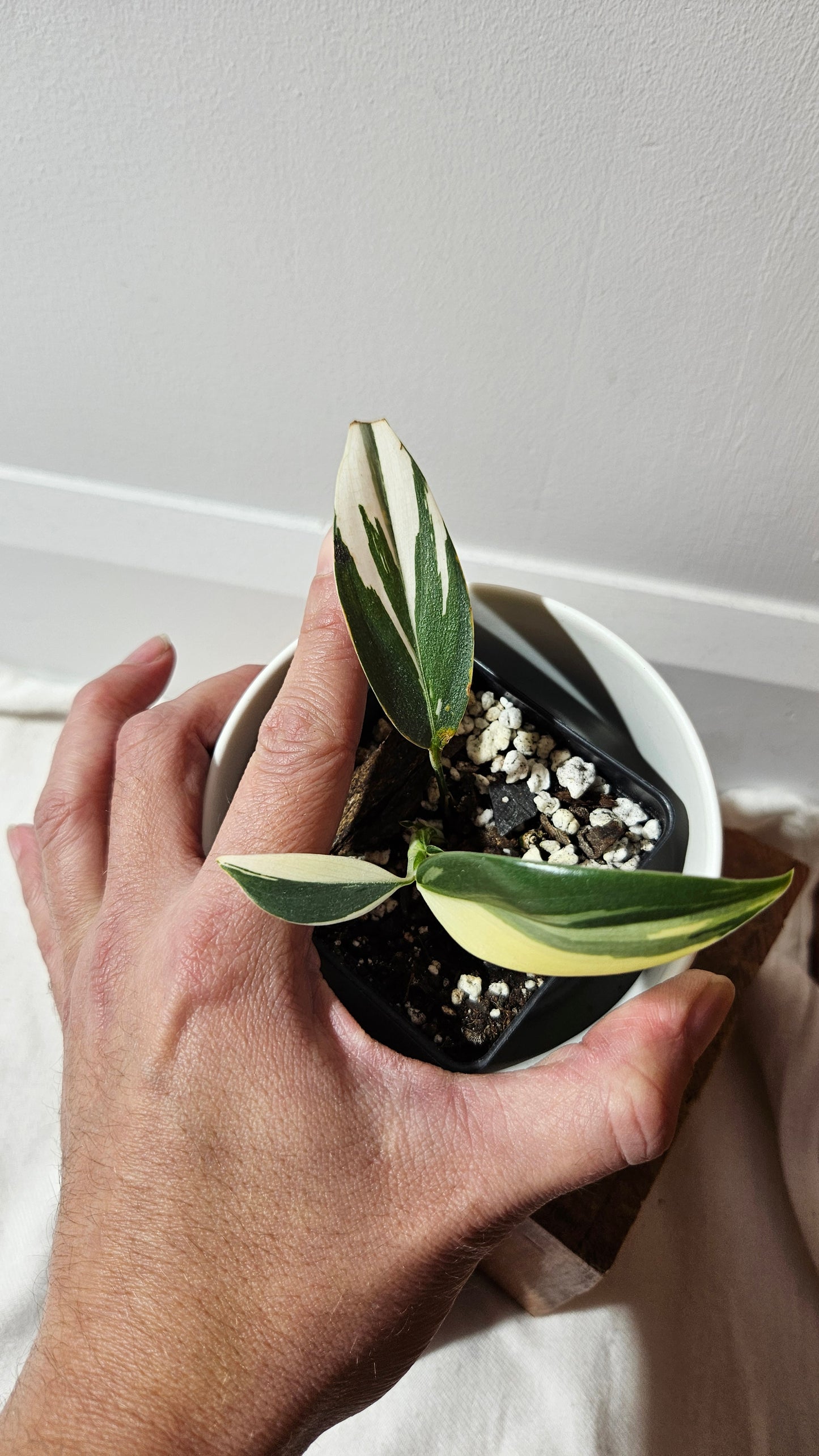 Scindapsus Hederaceus Blue Albo (SCI-1341)