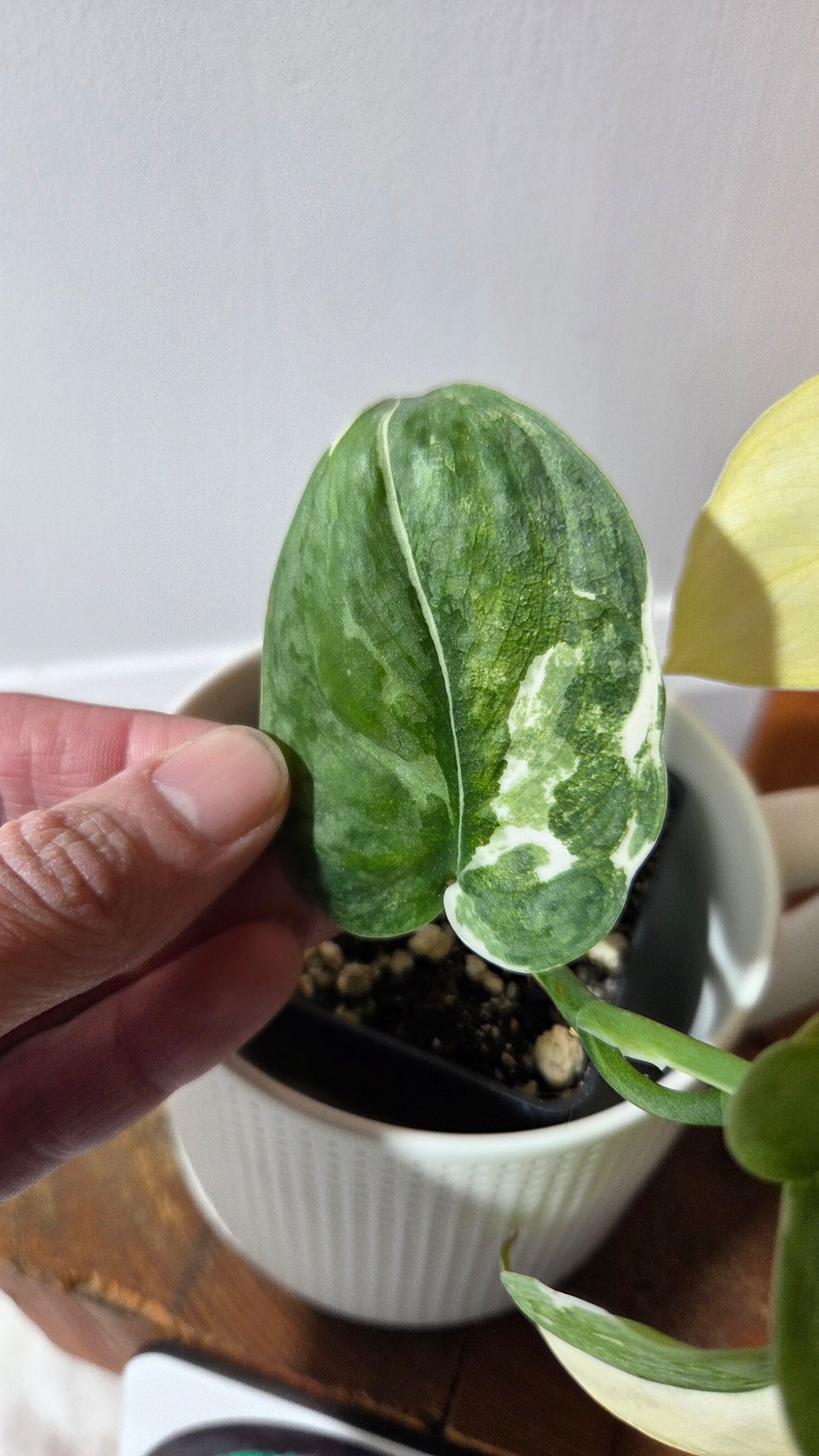 Scindapsus Silver Tattoo Variegata (SCI-698)