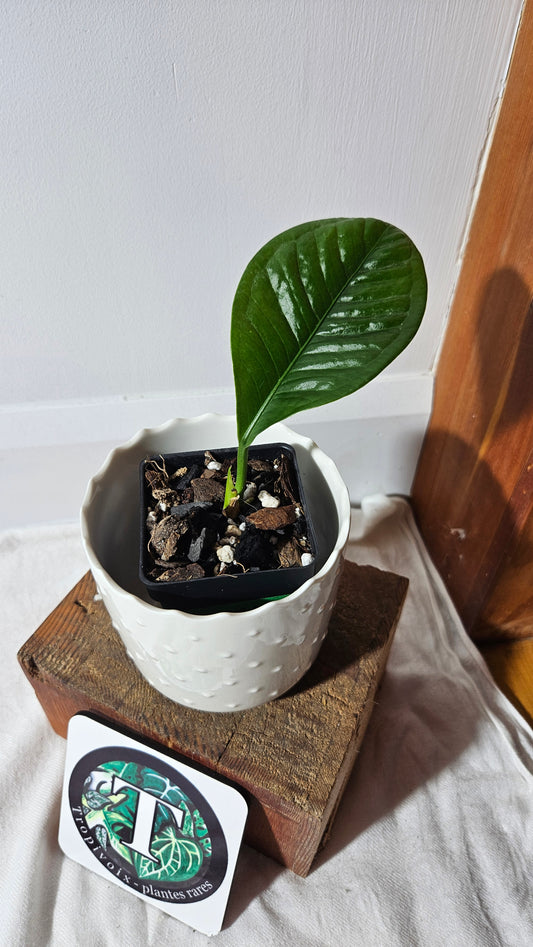 Anthurium Oxycarpum "format PETIT"(ANT-414)