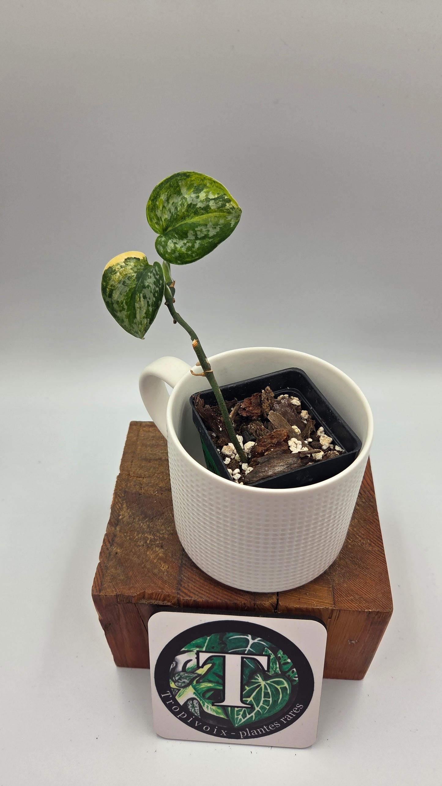 Scindapsus Geulis (SCI-1217)