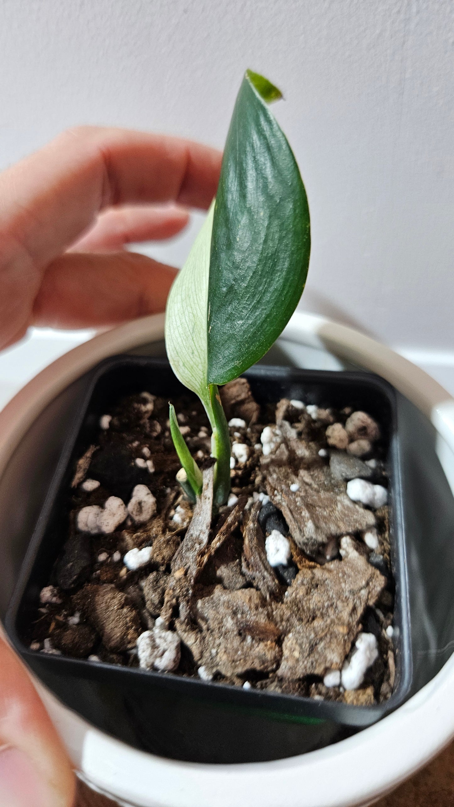 Scindapsus Treubii Dark Form albo (SCI-1264)