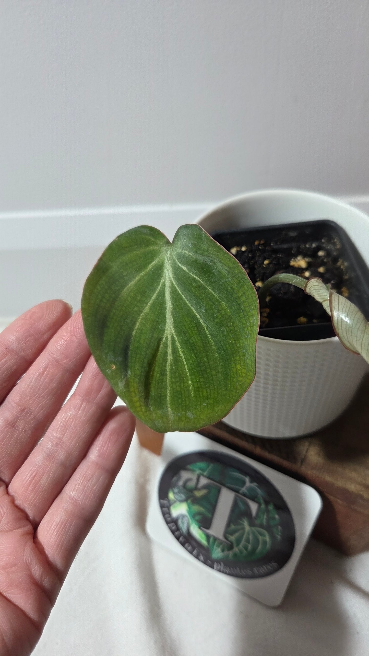 Philodendron Gloriosum Silver (PHI-1000)