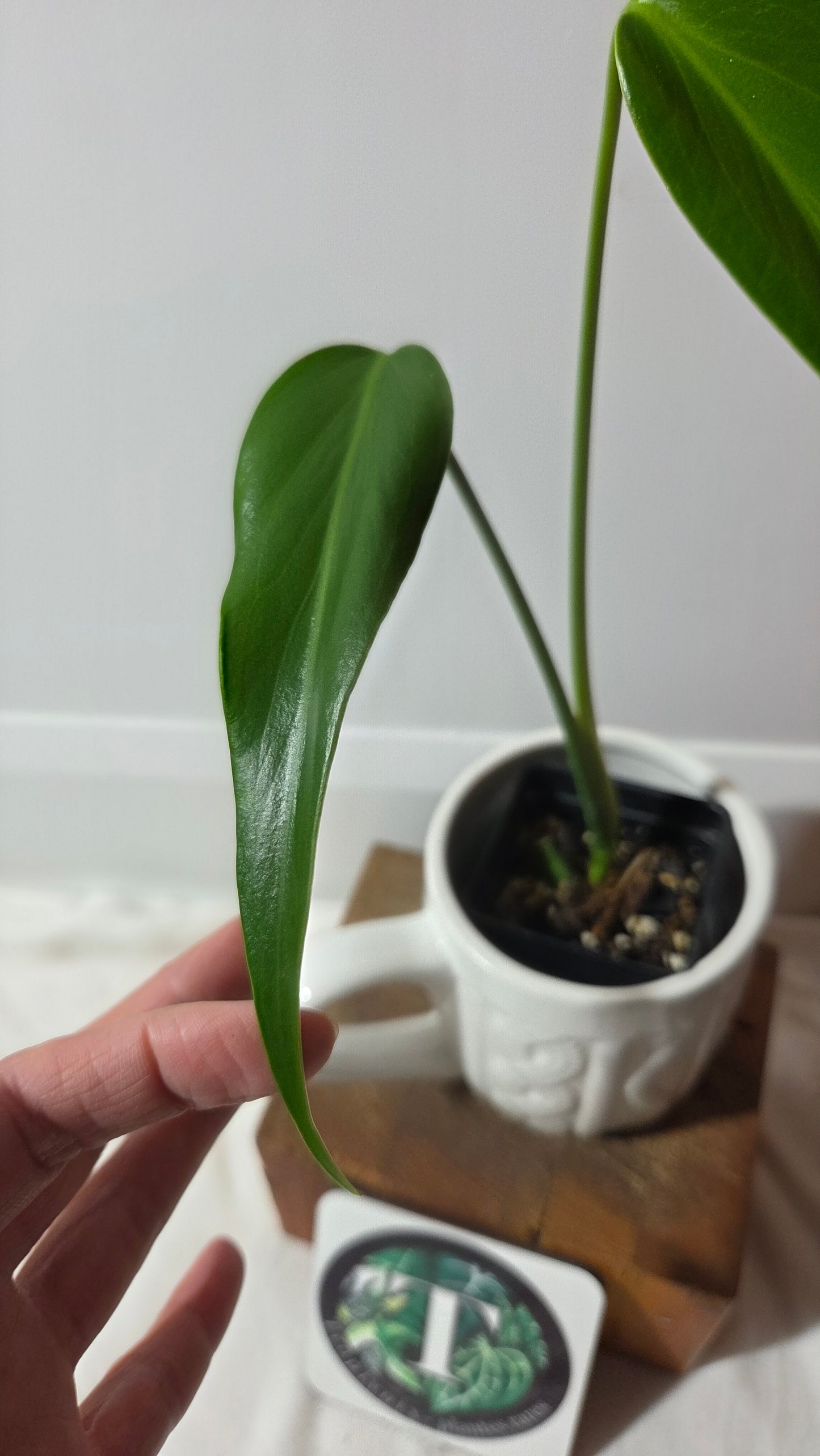 Monstera Burlemarx Flame/Dilacerata (MON-522)