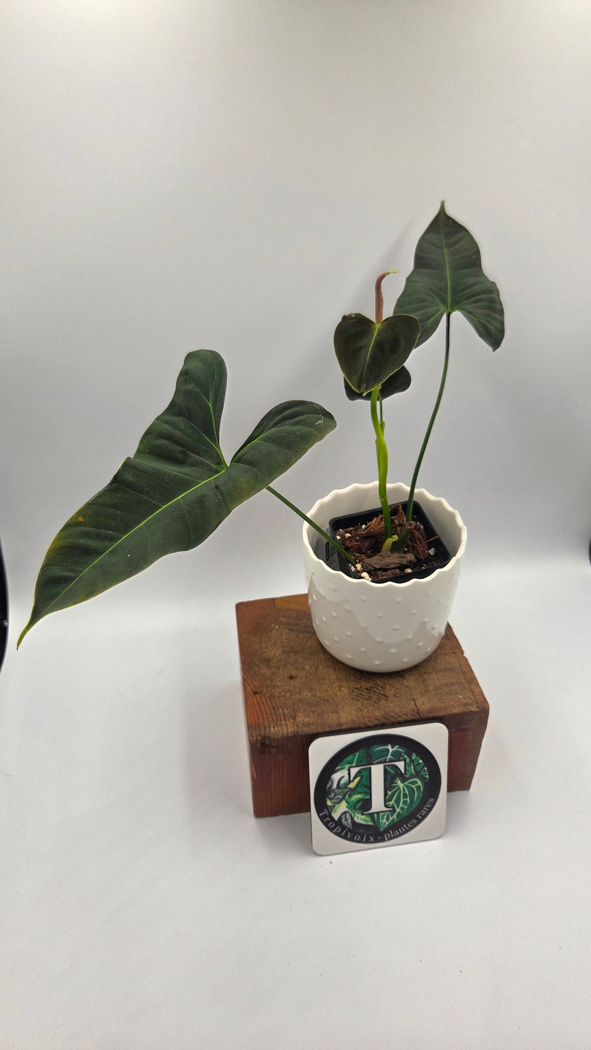 Philodendron Lupinum "Mature"(PHI-1089)