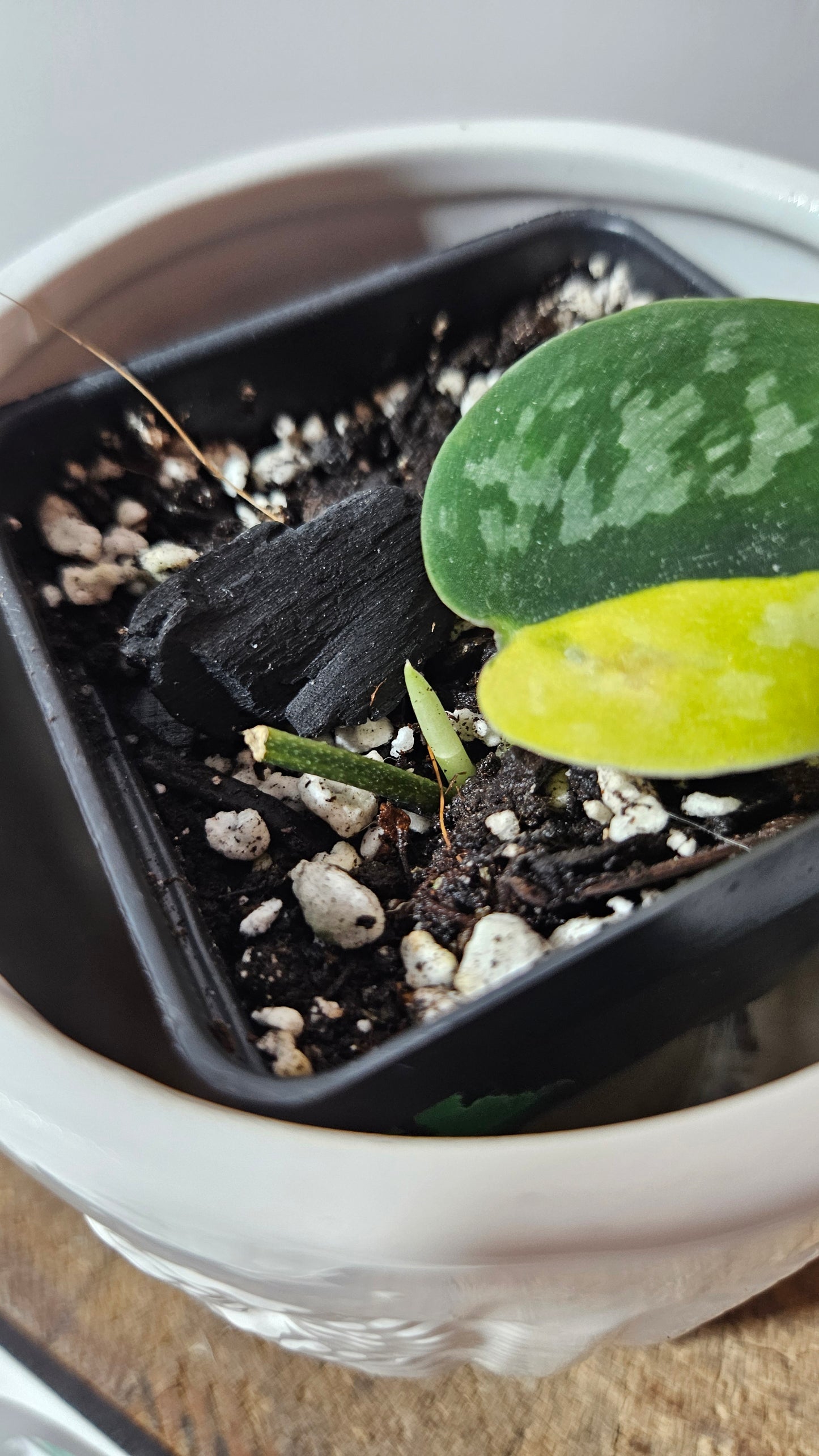 Scindapsus Green Diamond (SCI-1304)