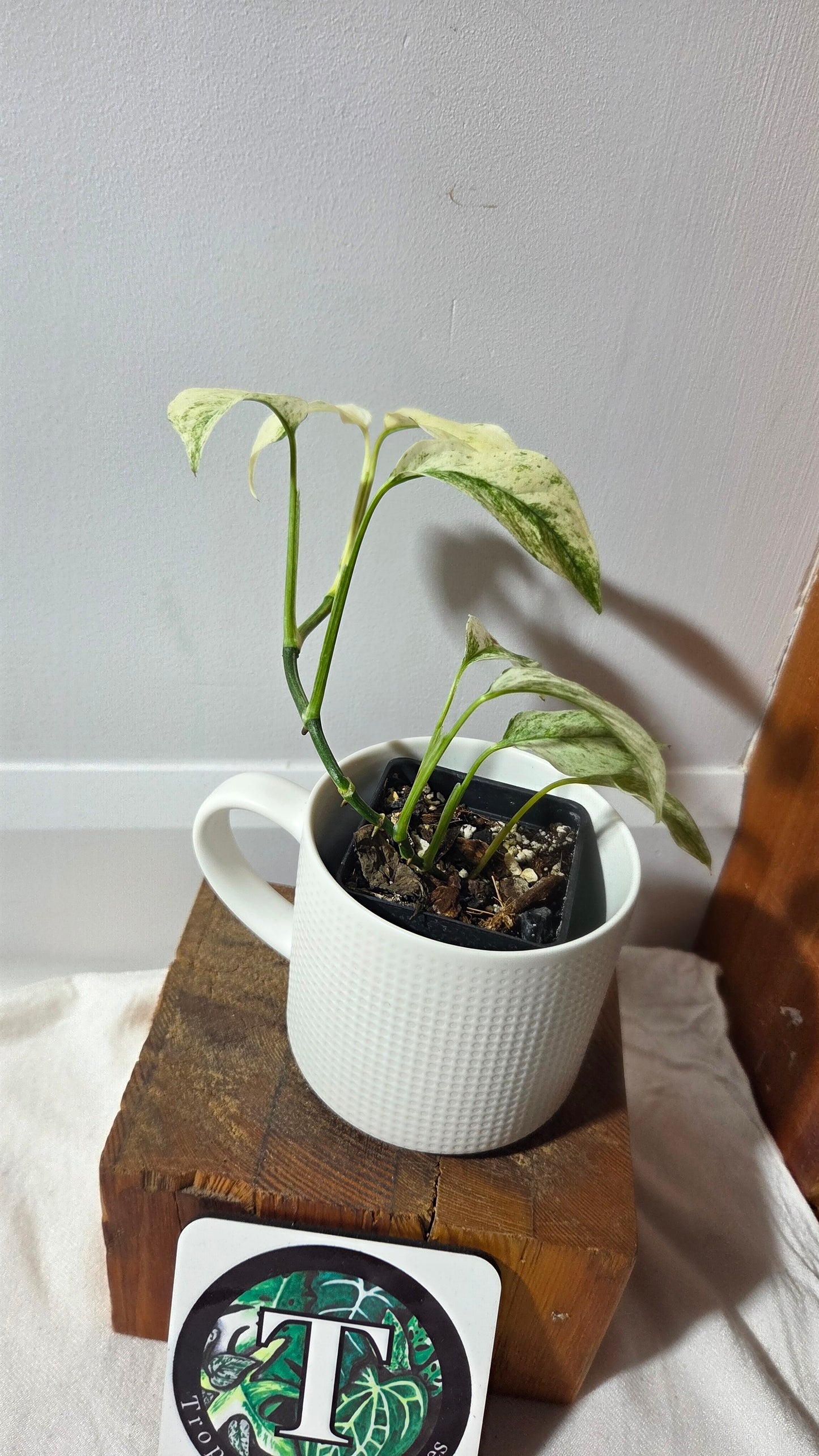 Monstera Laniata Mint (MON-393)