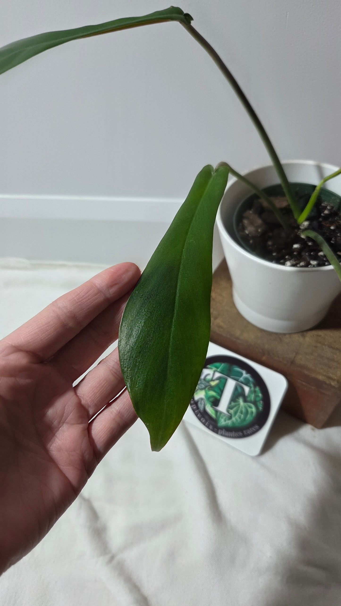 Philodendron Joepii (PHI-979)