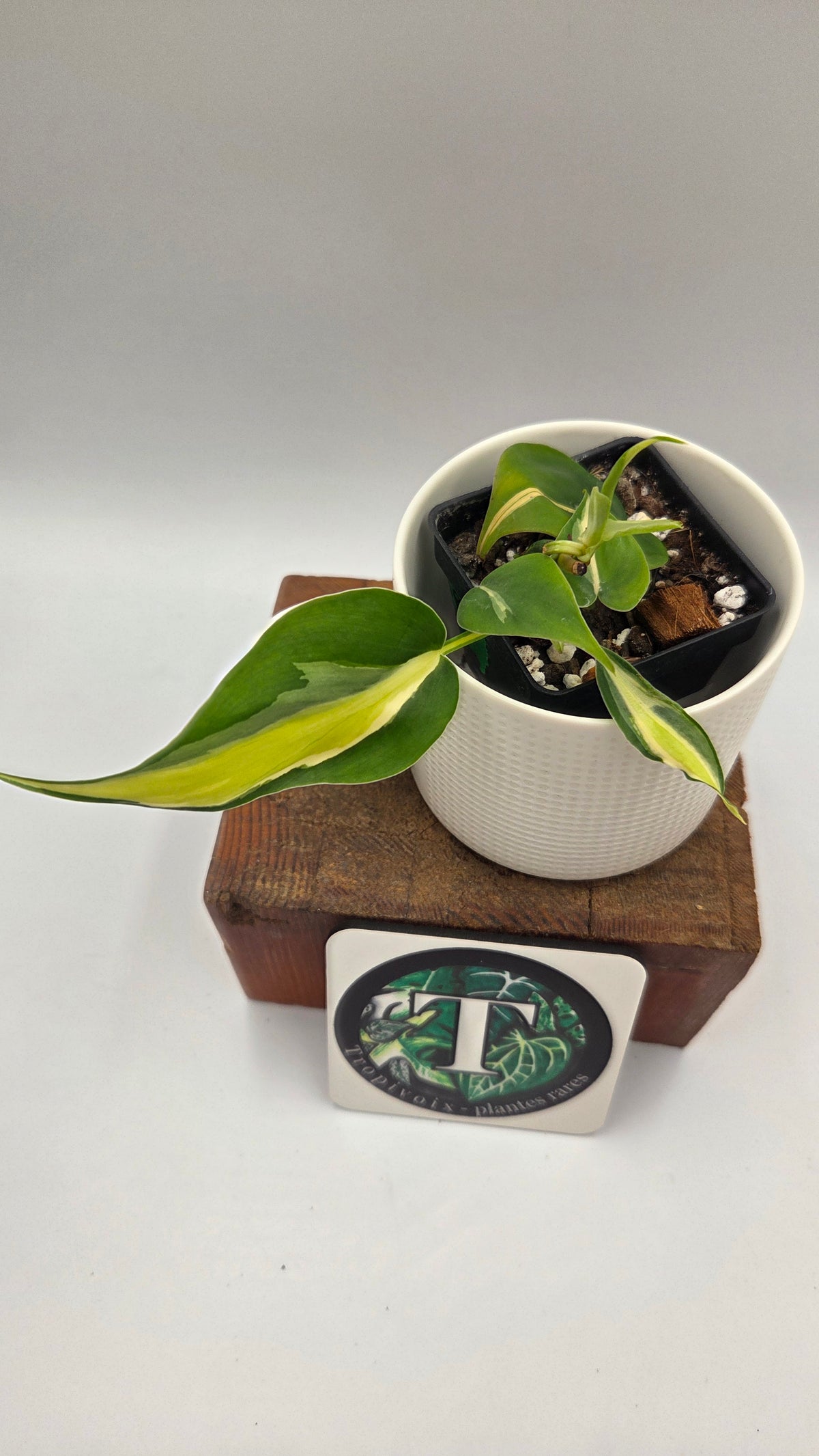 Philodendron Hederaceum Silver Stripe (PHI-1106)