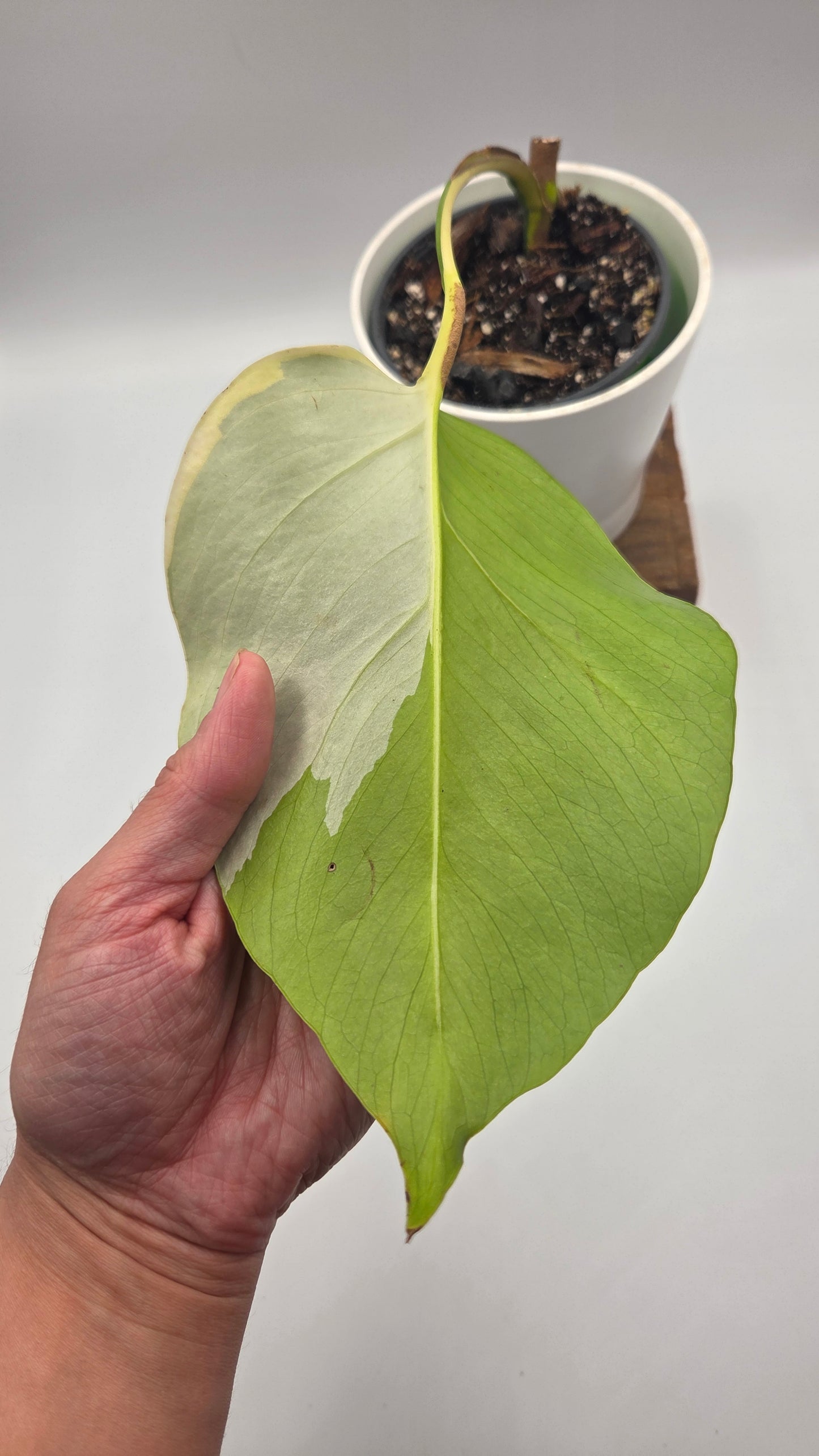 Monstera Aurea (MON-390)