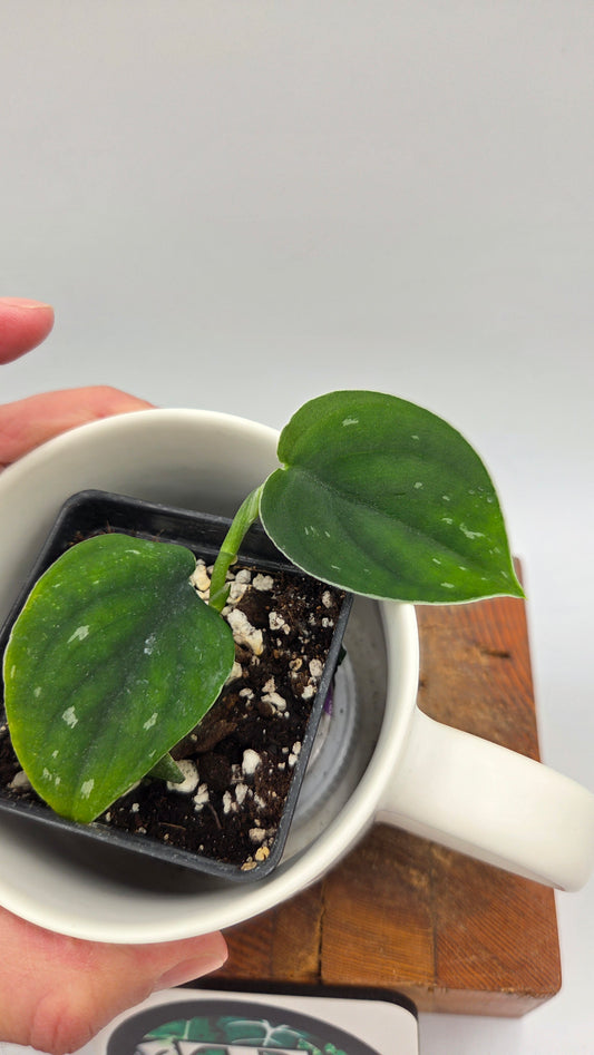 Scindapsus Black SP Bornéo (SCI-1443)