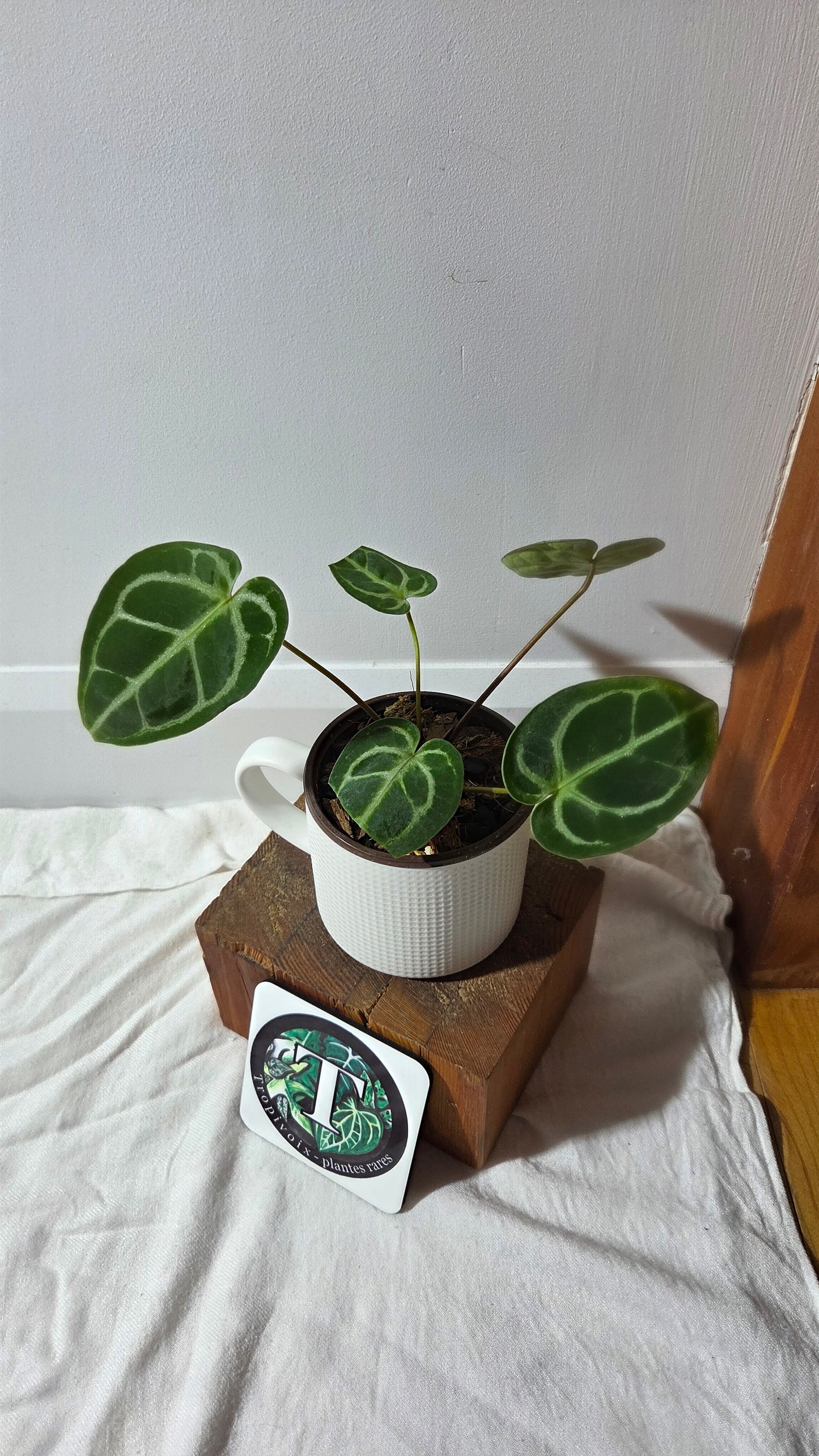 Anthurium Domino Hybrid "format MOYEN" (ANT-658)