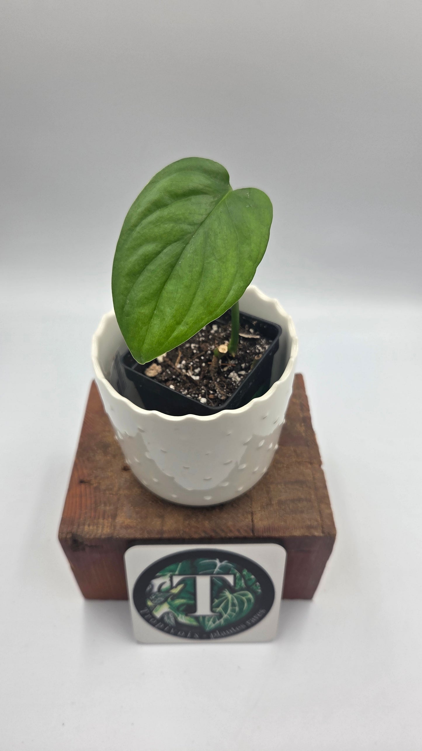 Monstera Obliqua Aff Nueva Loja (MON-276)