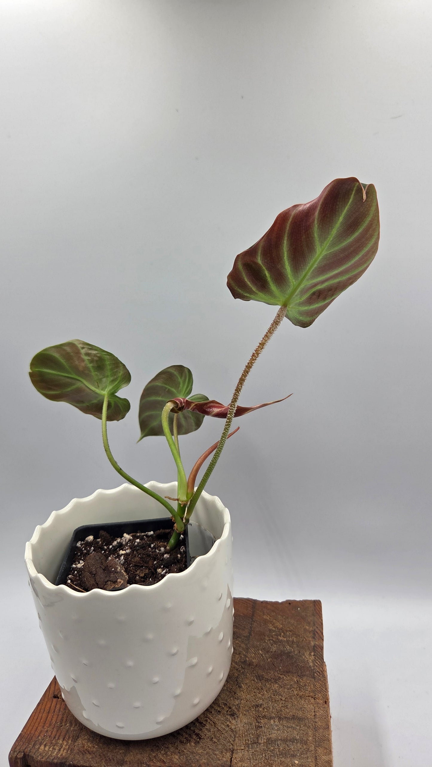 Philodendron Verrucosum Resplandeciente (PHI-887)