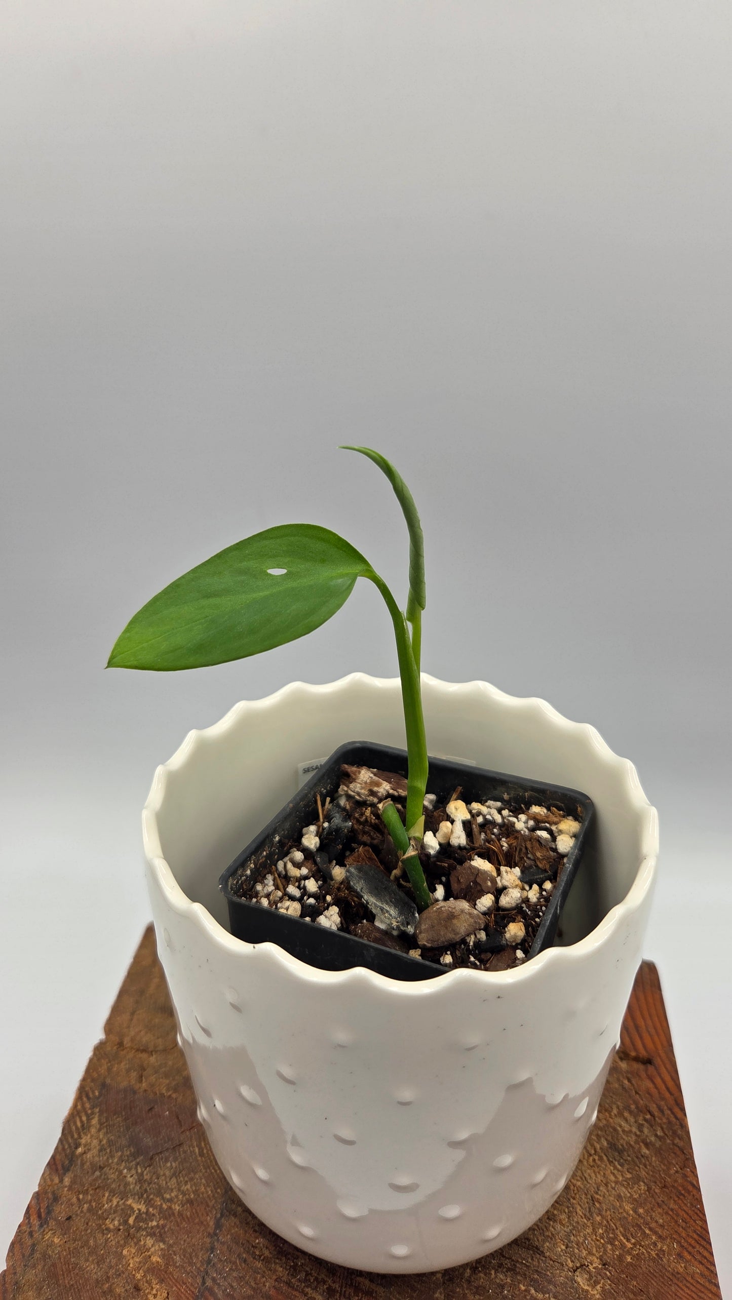 Monstera Obliqua Aff Indanza (MON-436)