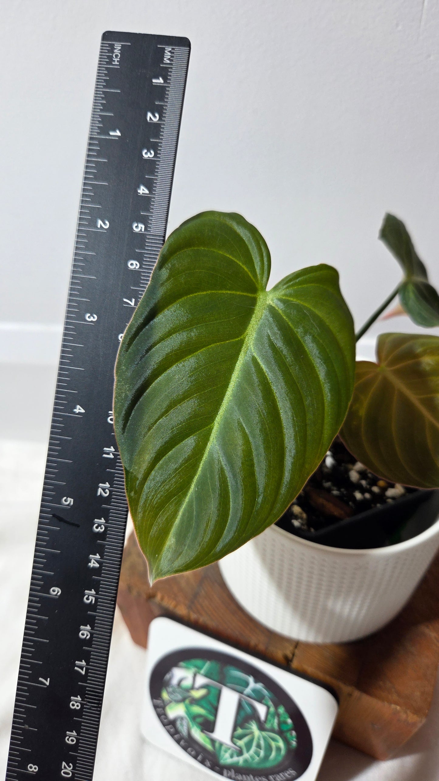 Philodendron Glorious (PHI-1008)