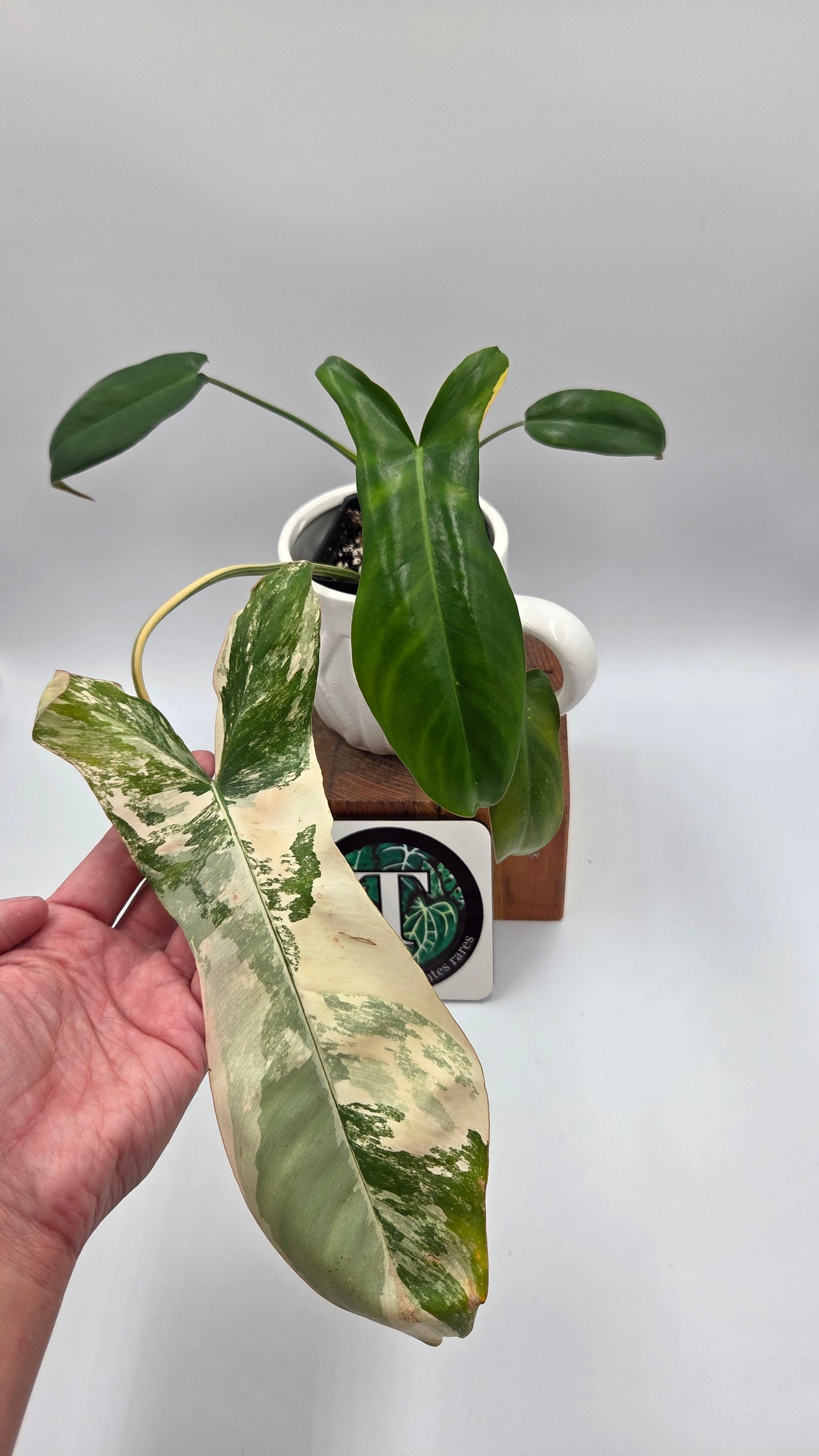 Philodendron Paradise Beauty (FloridaBeautyXParaiso Verde)(PHI-1025)