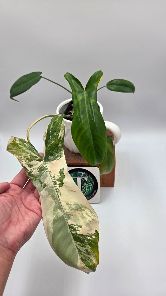 Philodendron Paradise Beauty (FloridaBeautyXParaiso Verde)(PHI-1025)