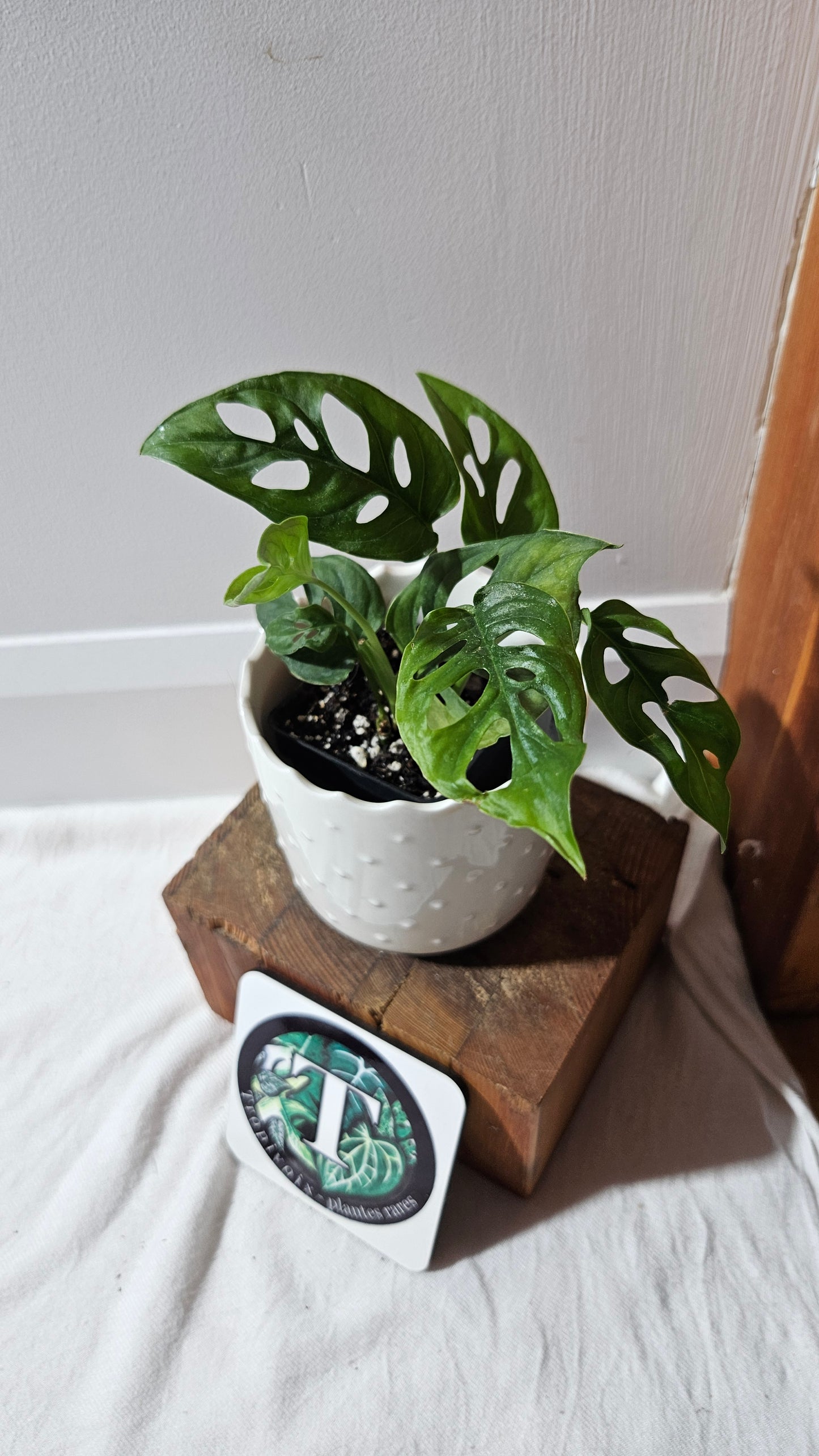 Monstera Obliqua Aff Tena (MON-447)