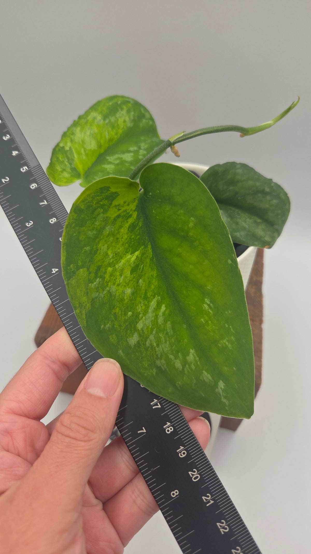 Scindapsus Silver Splash "Green on Green" (SCI-879)