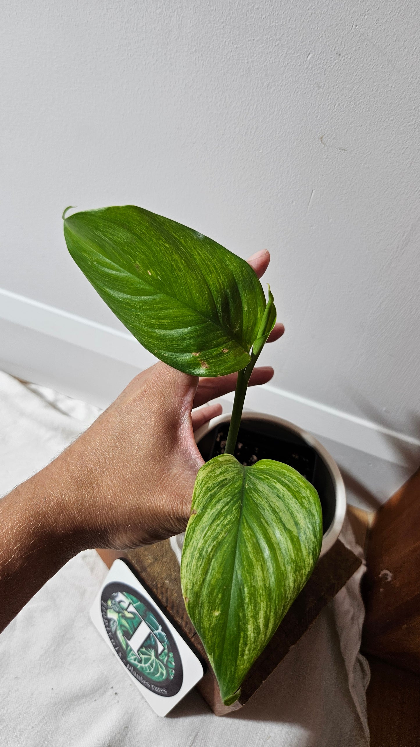 Scindapsus Longistipitatum Mint (SCI-1316)