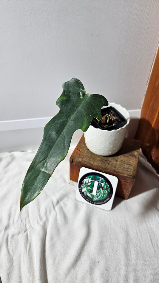 Philodendron Gothic Elegace /(Tortum X Spiritus Sancti) (PHI-933)