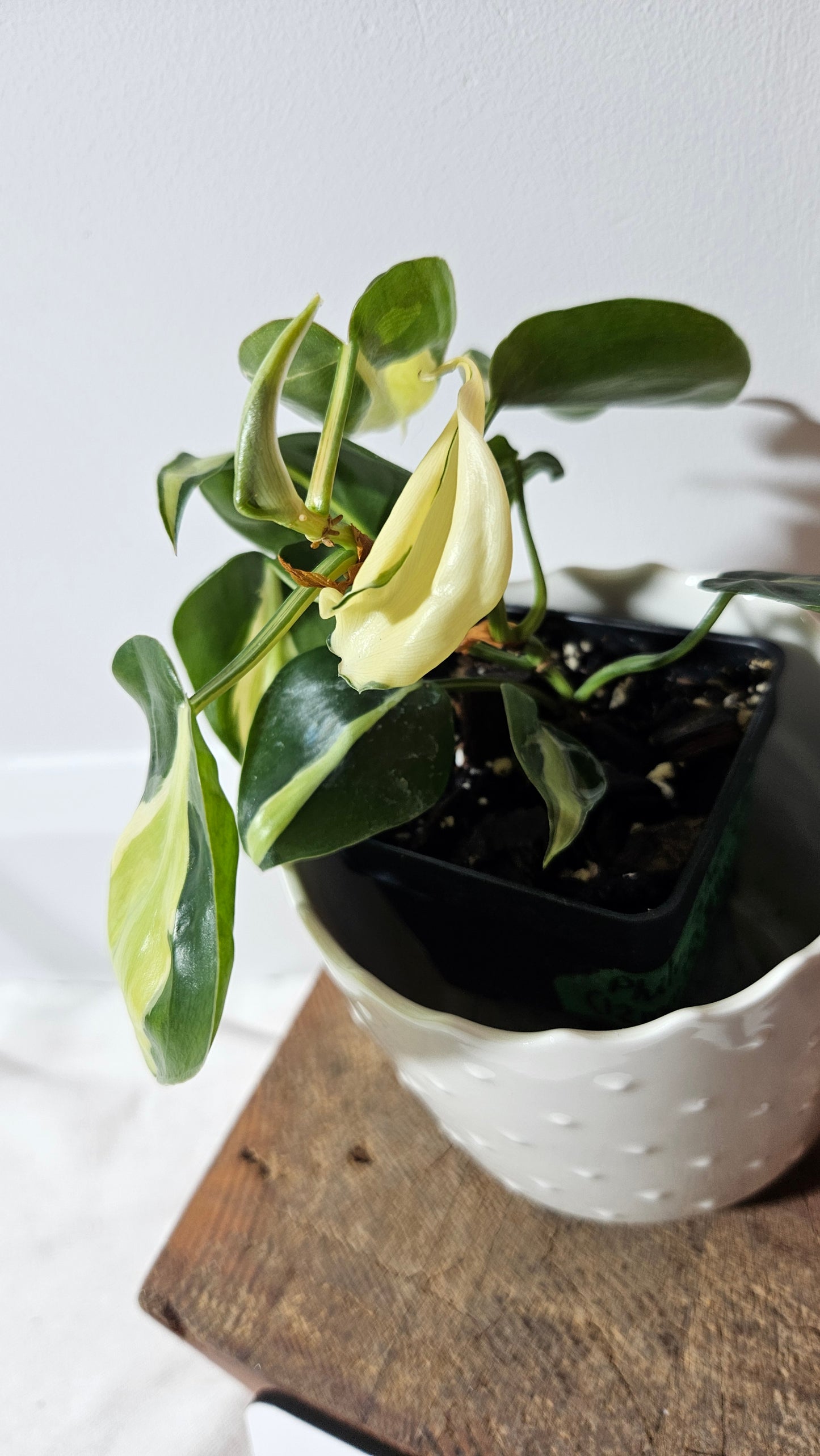 Philodendron Hederaceum Silver Stripe (PHI-733)
