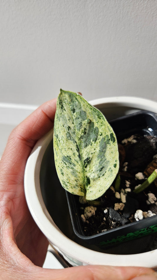 Scindapsus Silver Satin albo (SCI-1147)