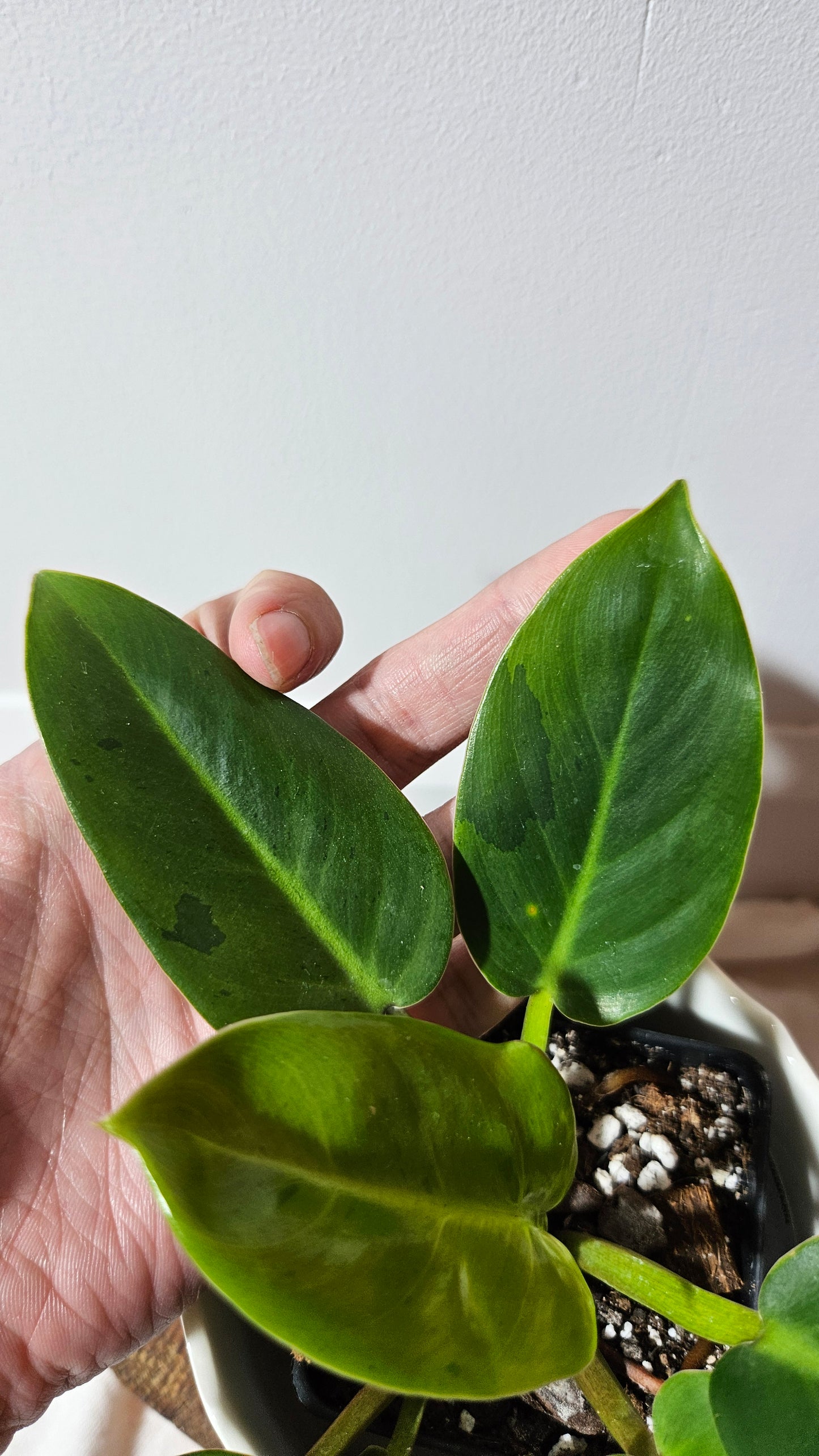 Philodendron Ruaysuap Variegata (PHI-576)