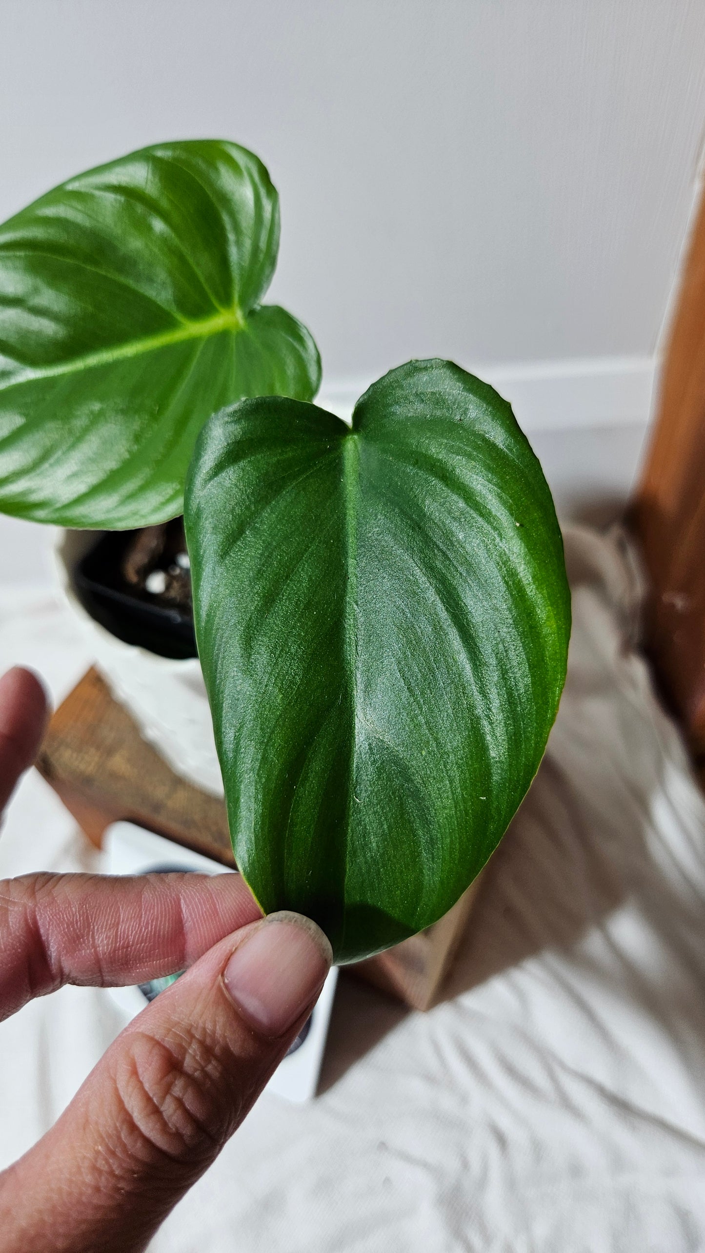 Philodendron Pastazanum (PHI-587)