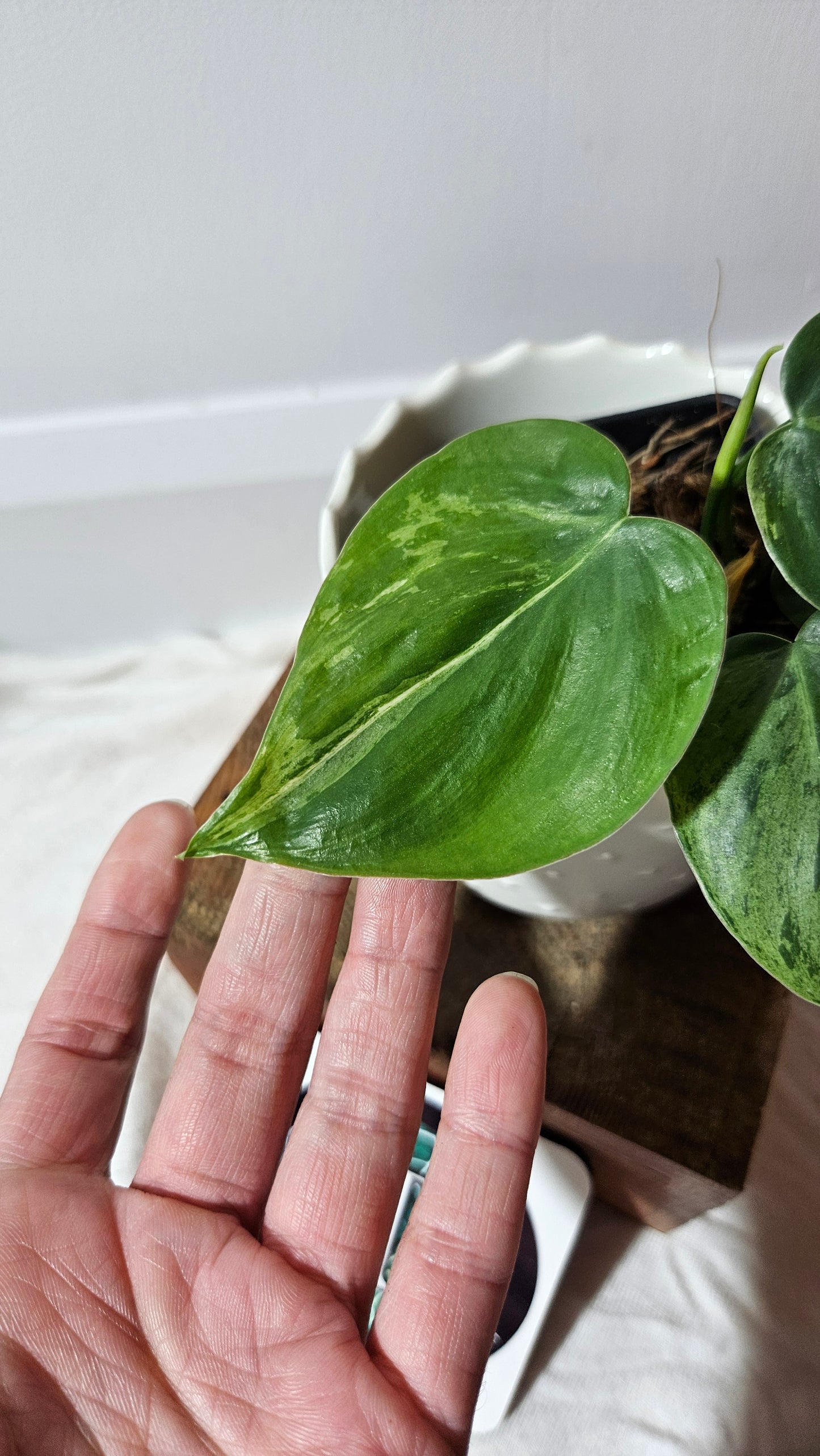 Philodendron Hederaceum Variegata (PHI-563)