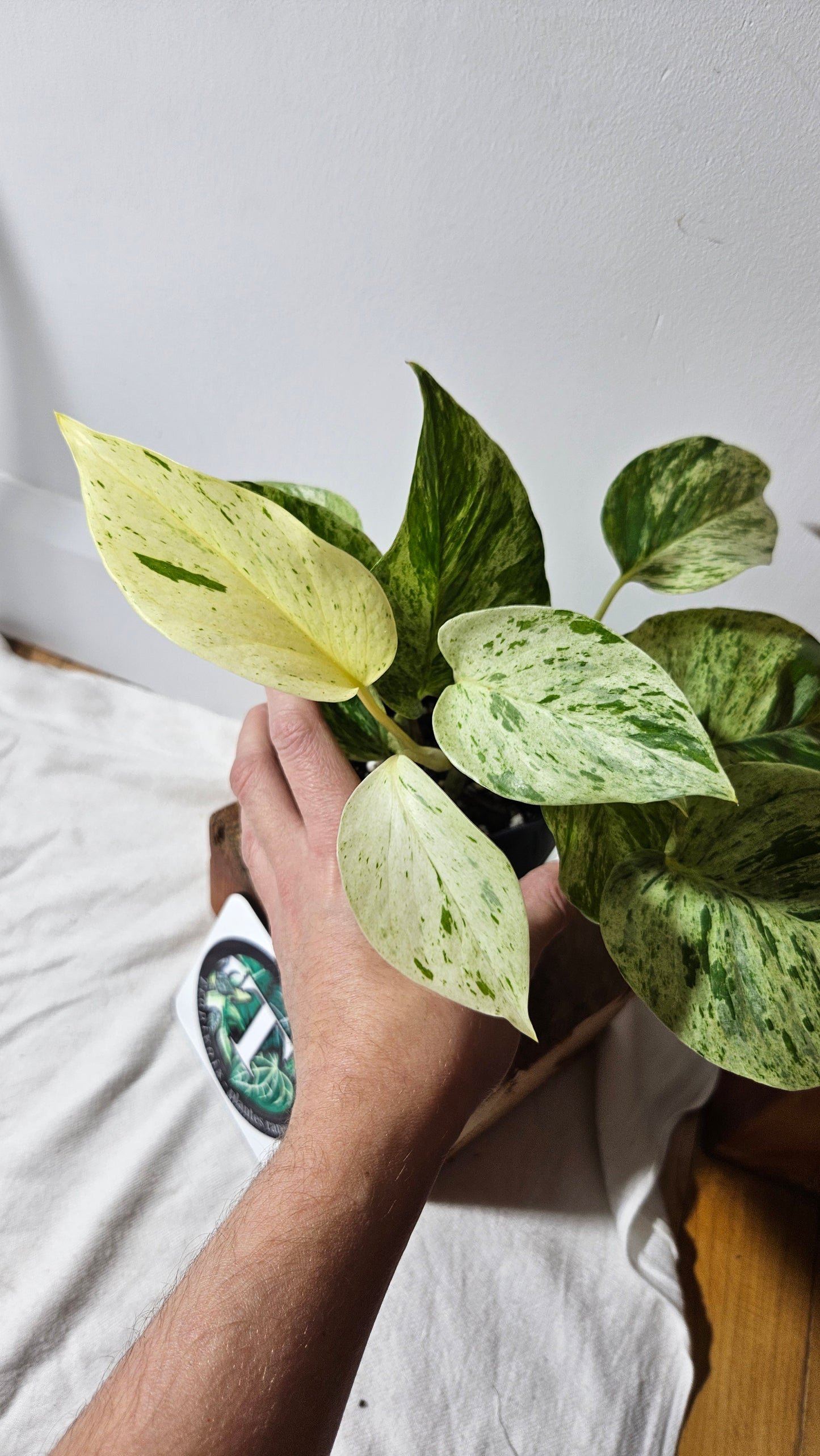 Epipremnum Aureum Marble Queen "version Snow Queen" Mature (EPI-193)