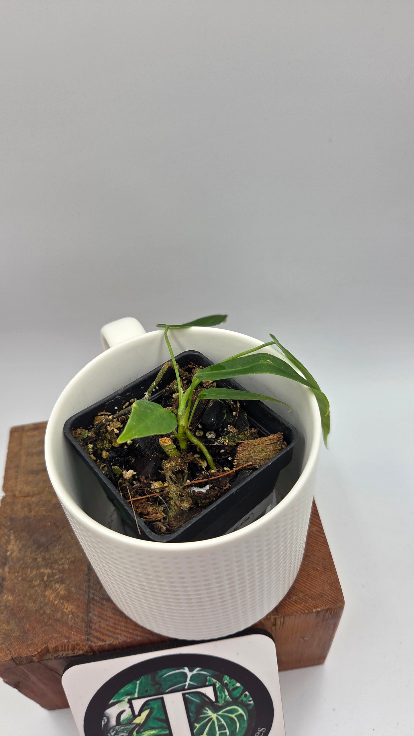 Anthurium Pallidiflorum "format PETIT"(ANT-678)