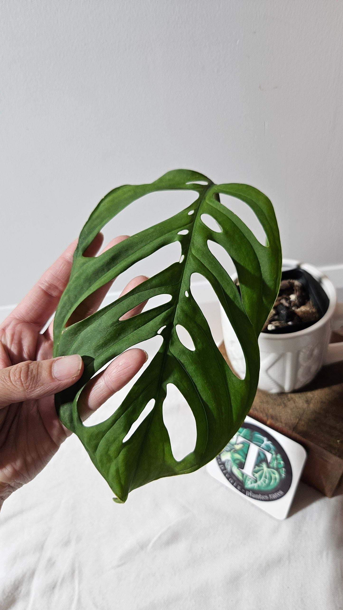 Monstera Esqueletto (MON-478)