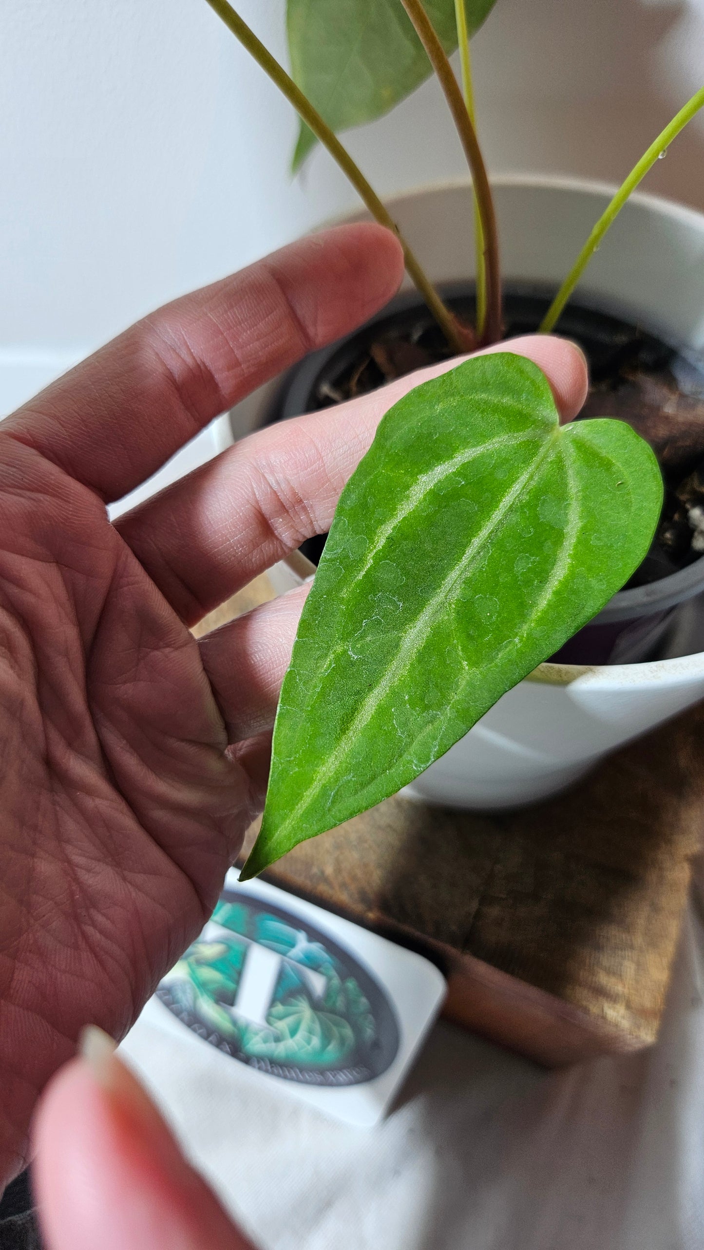 Anthurium Magnificum (équateur) "format MOYEN"(ANT-235)