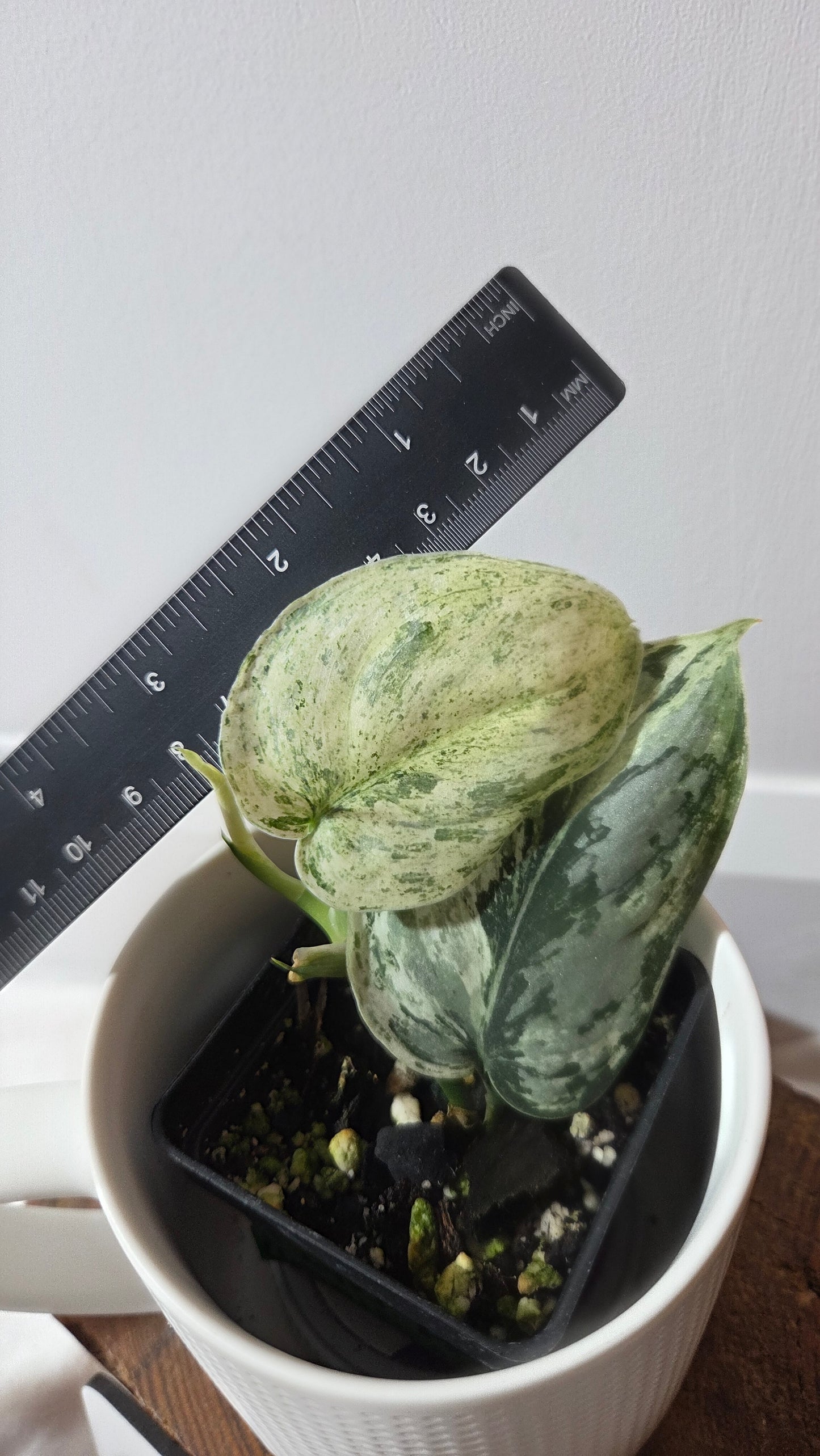 Scindapsus Peasun (SCI-1062)