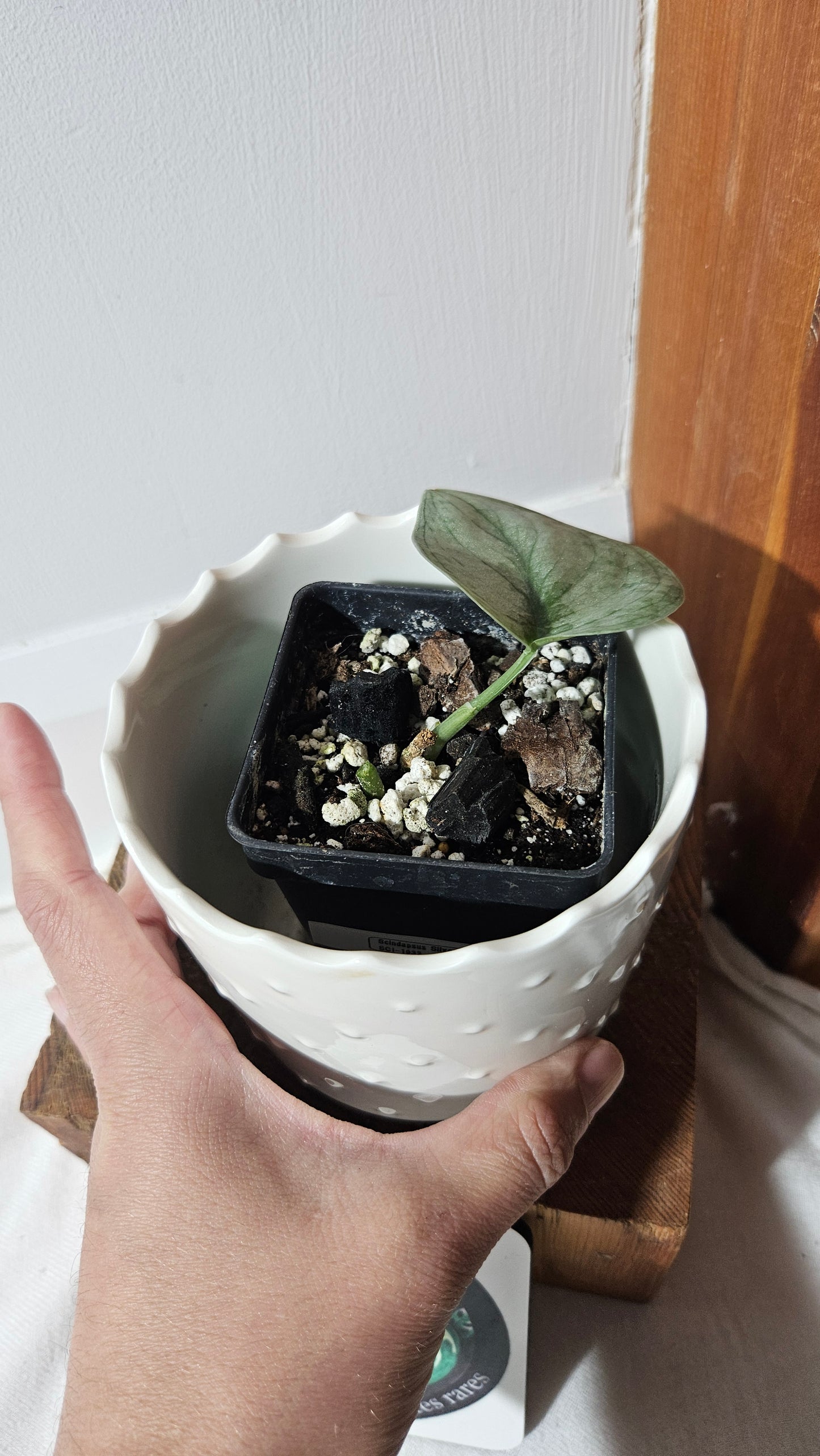 Scindapsus Silver Splash (SCI-1033)