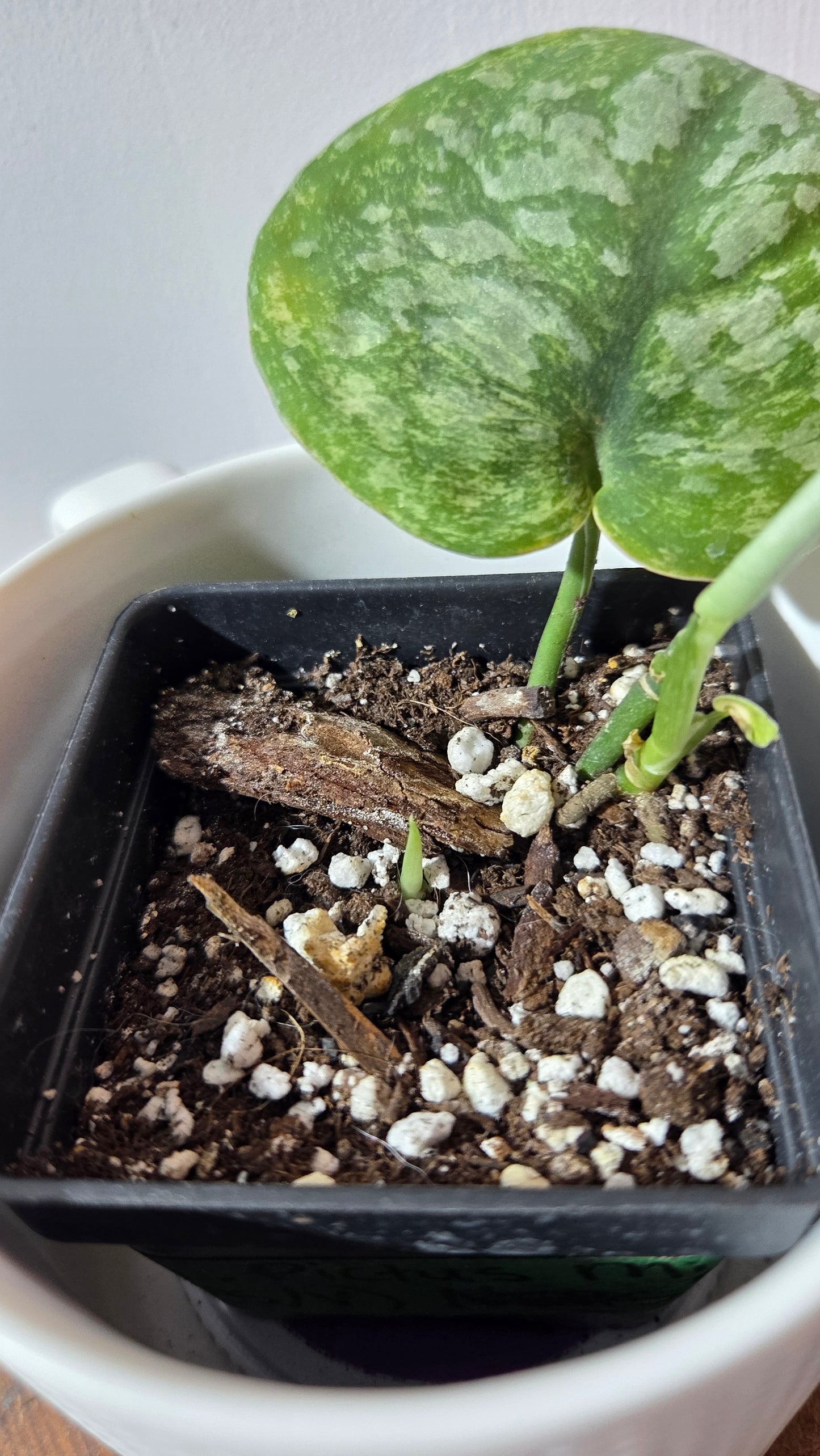 Scindapsus Exotica Pictus mint (SCI-1378)