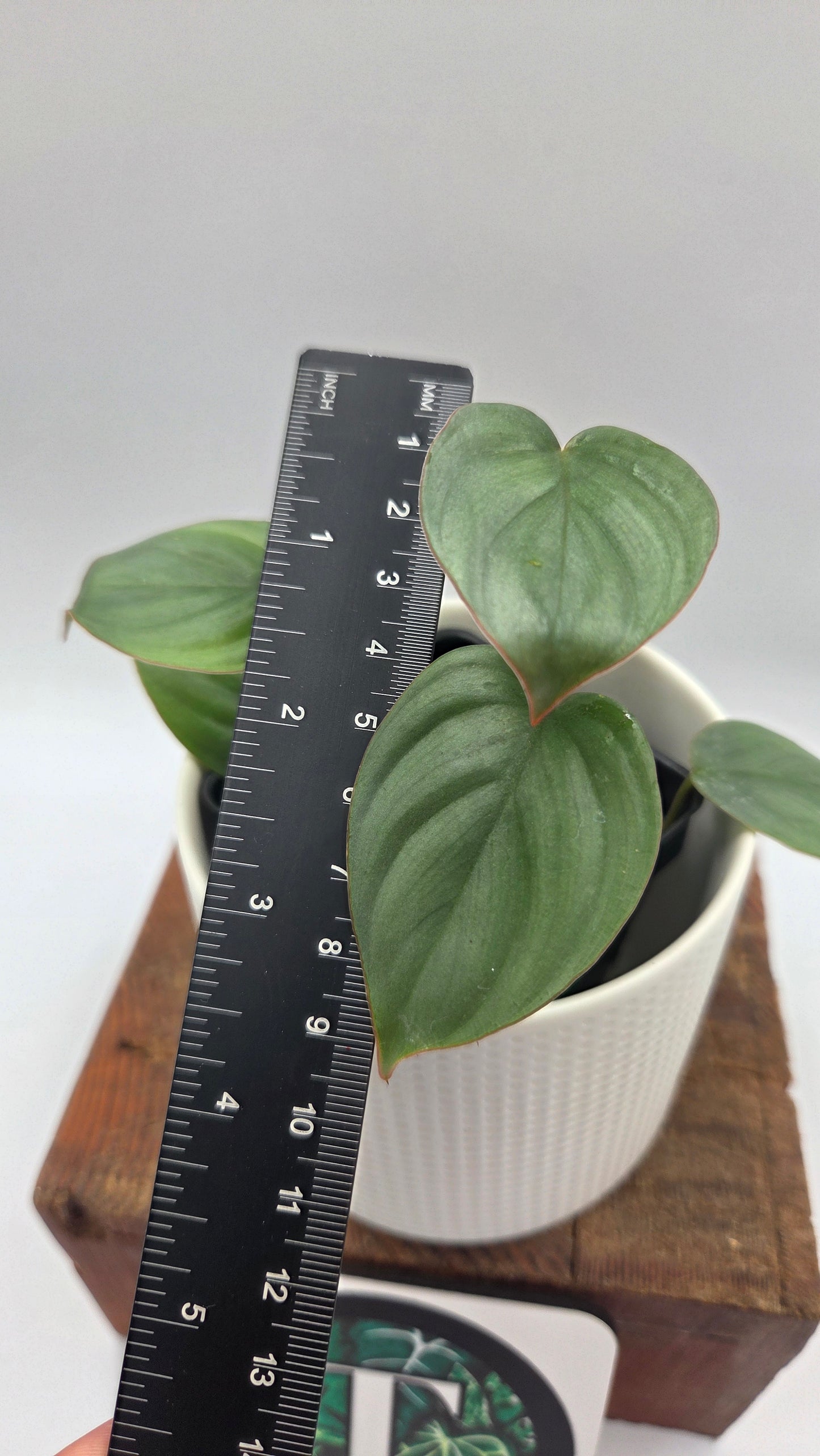Philodendron Pastazanum Aff Silver (PHI-1072)