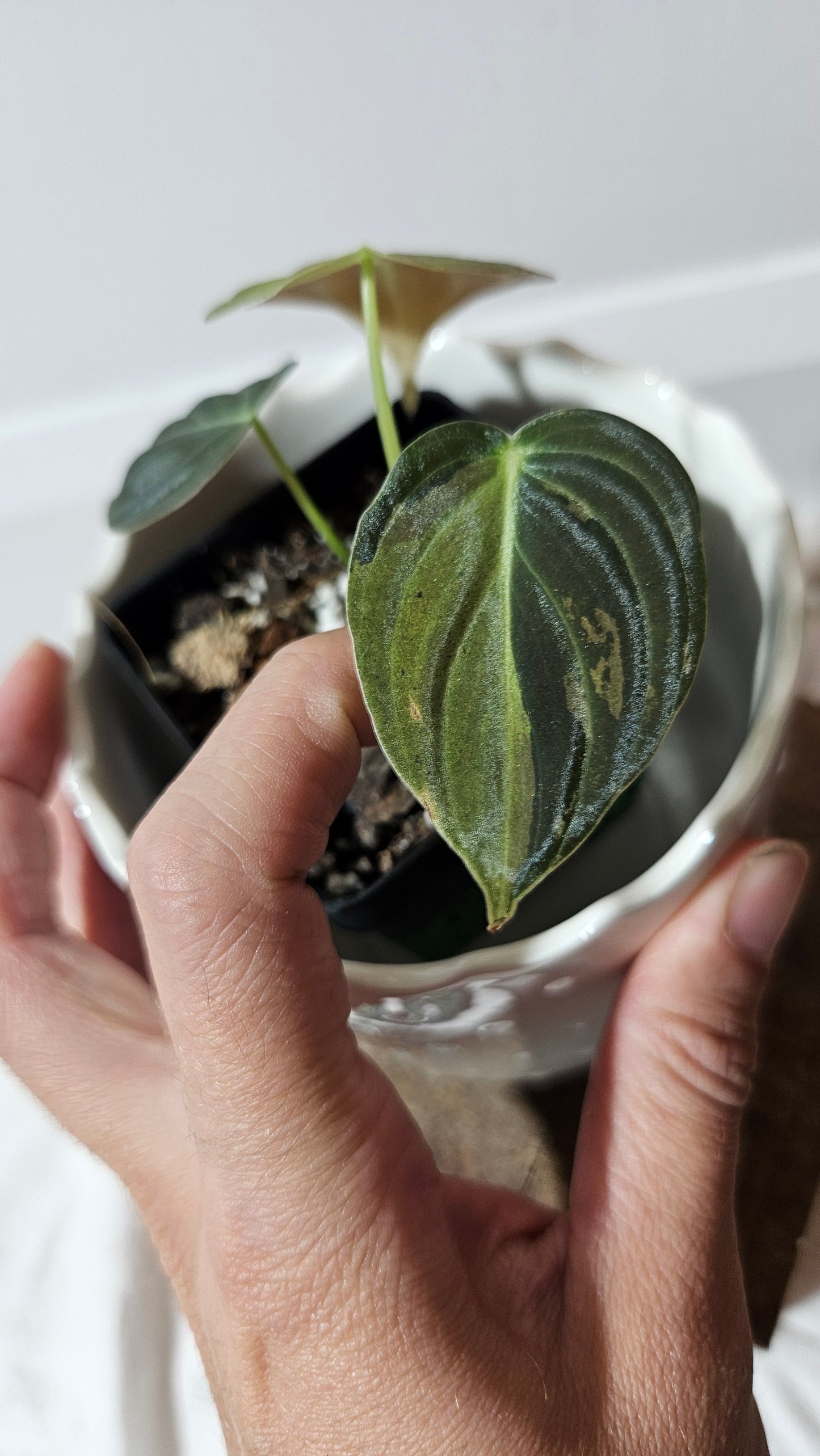 Philodendron Melanochrysum Variegata (PHI-551)