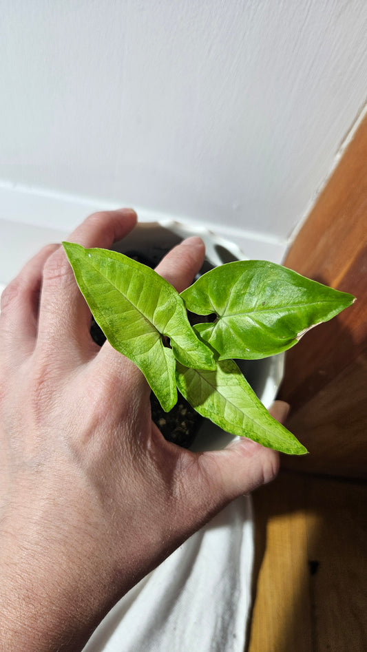 Syngonium Angustatum Lemon (SYN-418)