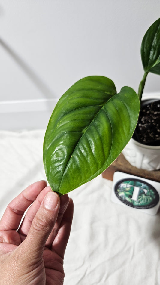 Monstera Obliqua Aff Limon (MON-183)