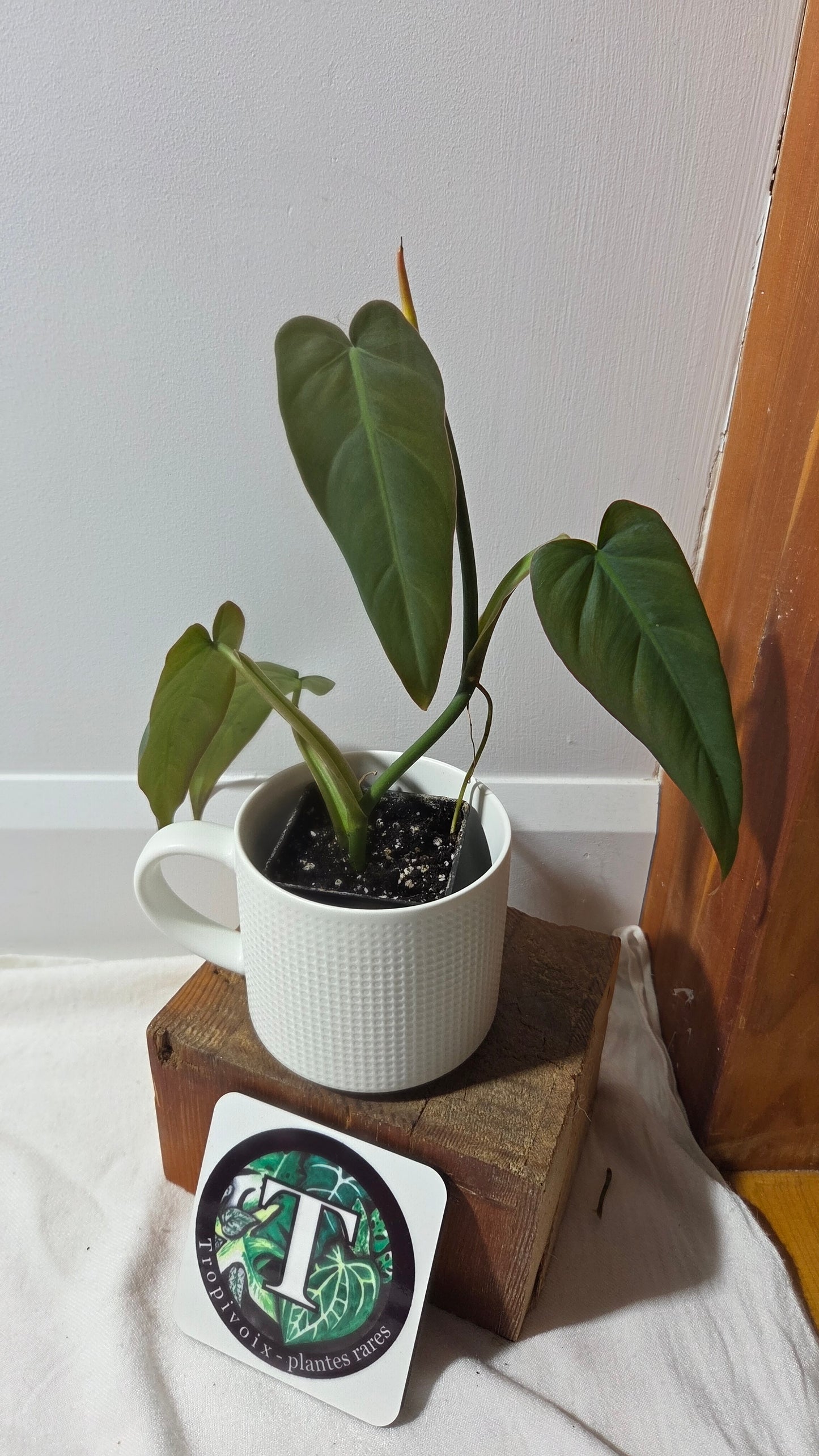 Philodendron Maximum (PHI-982)