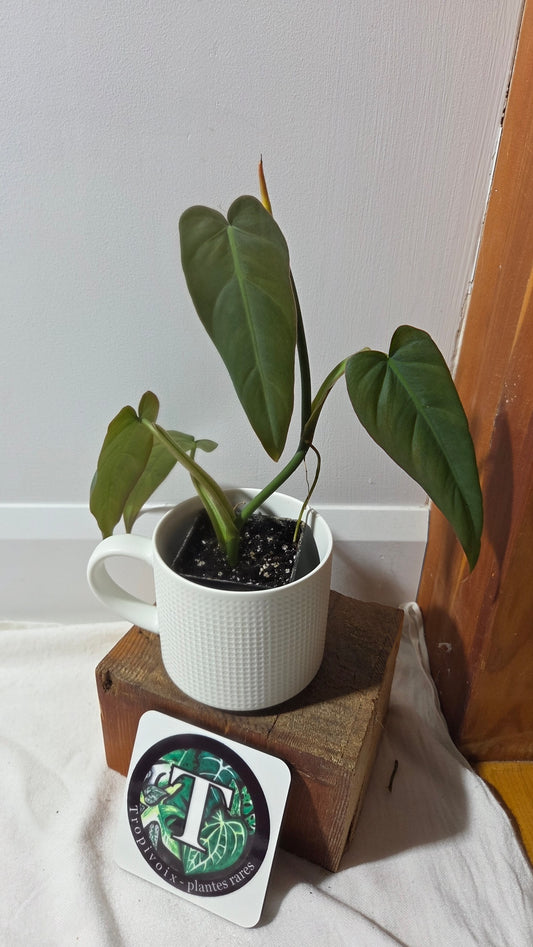Philodendron Maximum (PHI-982)